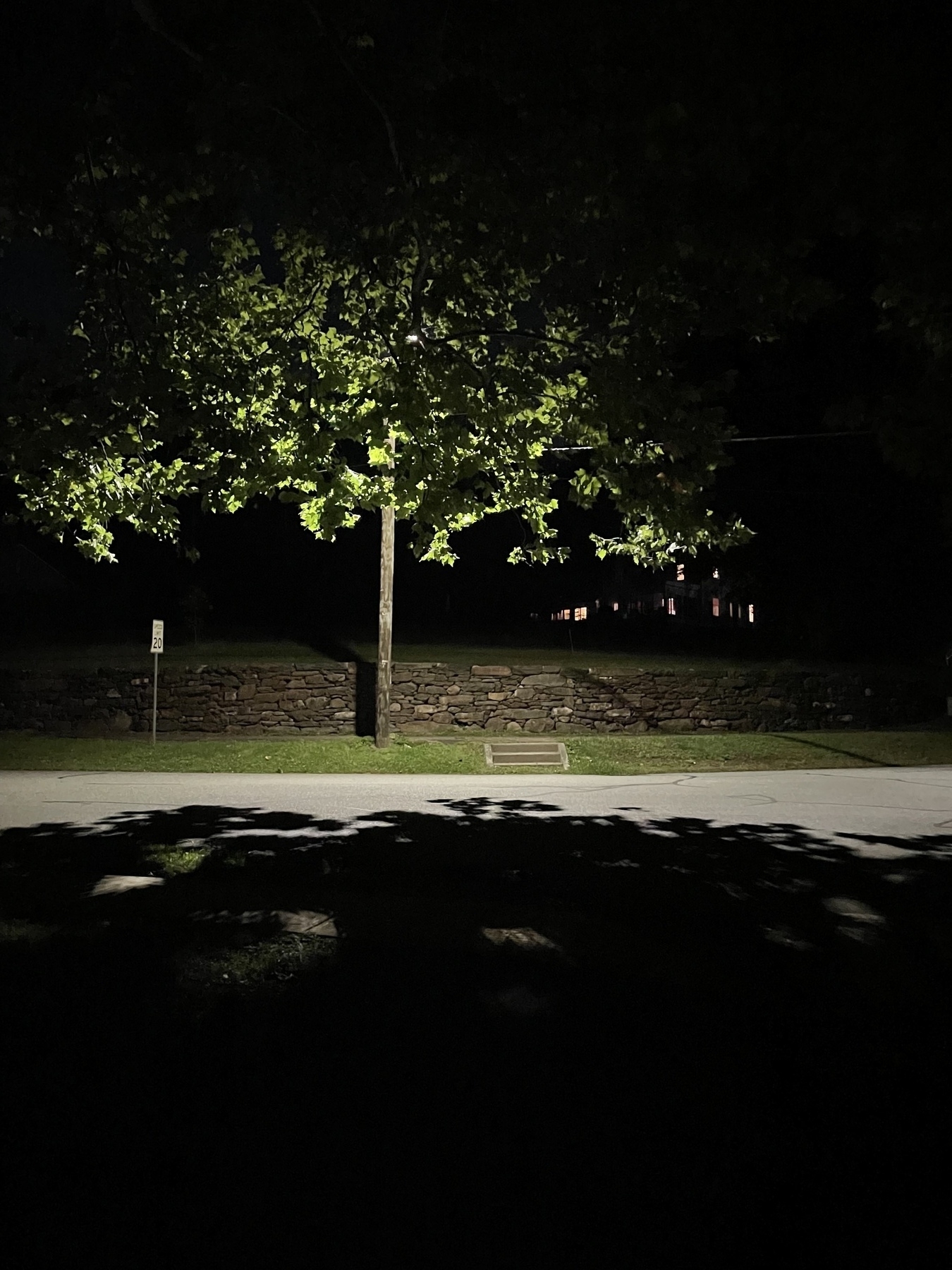 Streetlight behind a tree on Crescent Street 