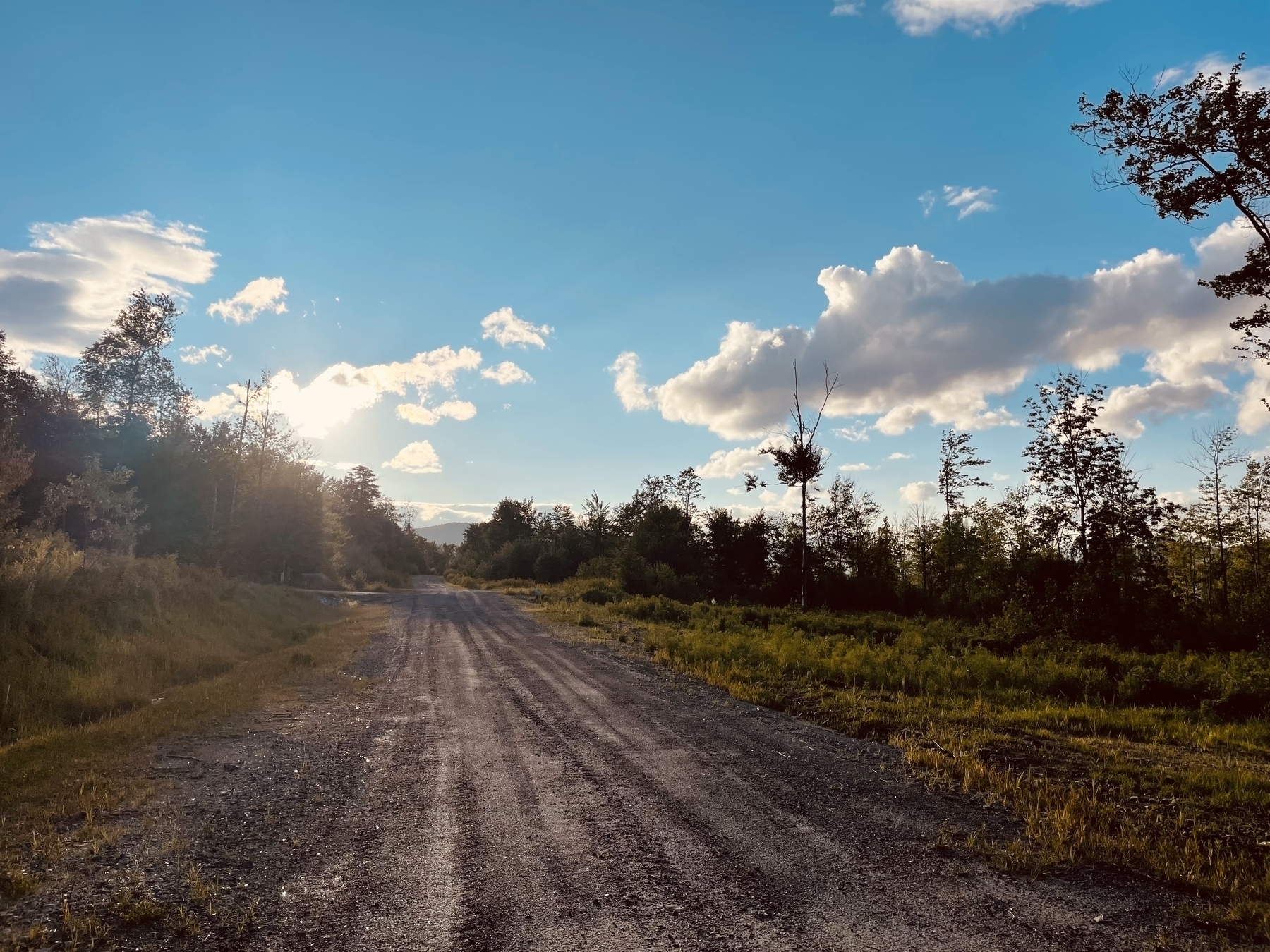 Gravel road and trees at sunset 