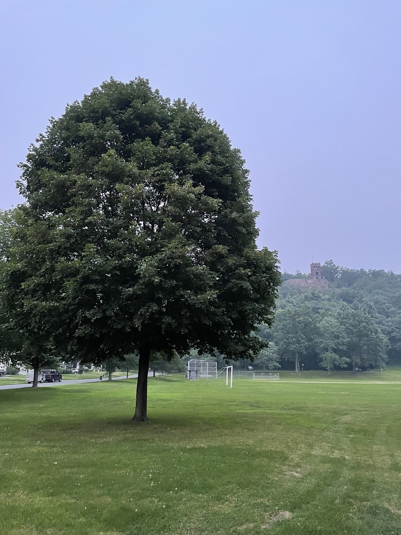 A tree and Poets Seat Tower over Beacon Field