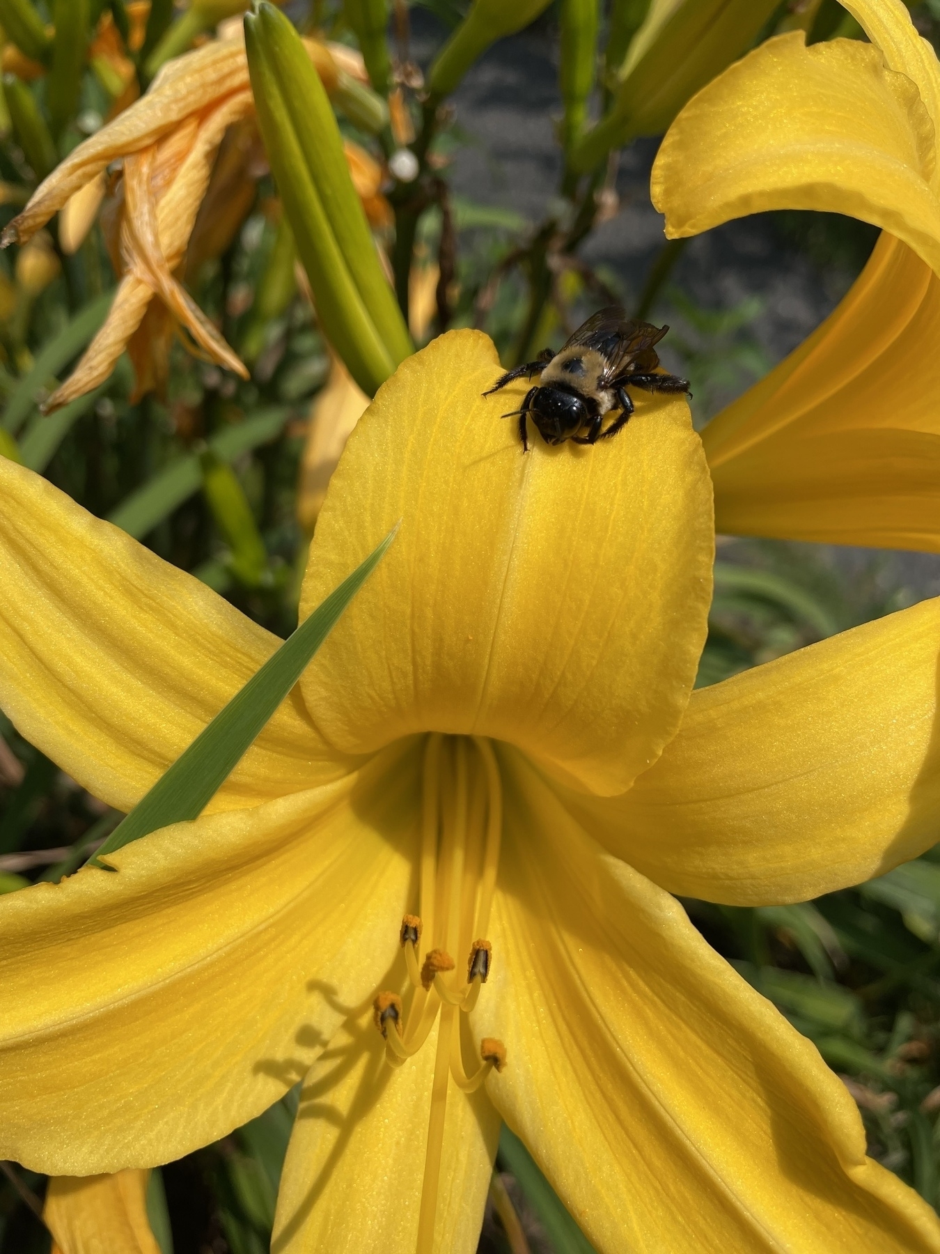 A bee on a yellow lily