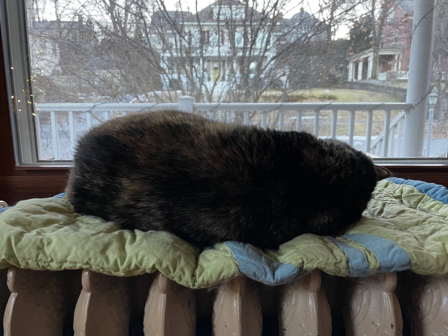 Cat sleeping on a radiator