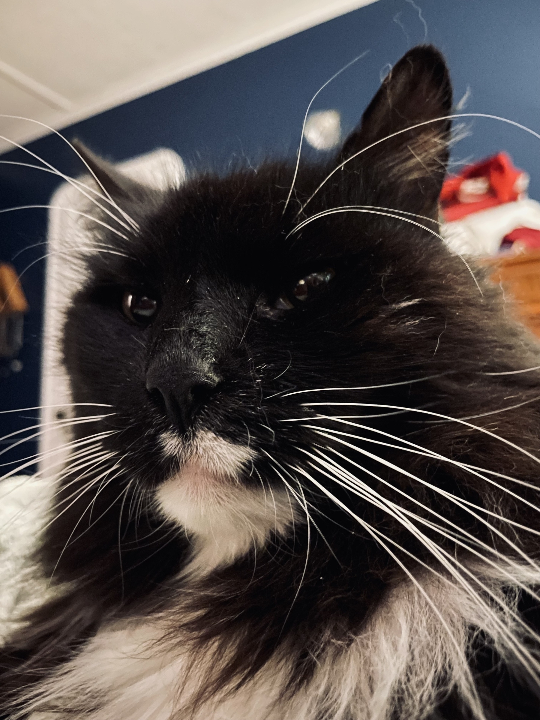 Close-up of a black and white Norwegian Forest Cat’s face with spectacular whiskers