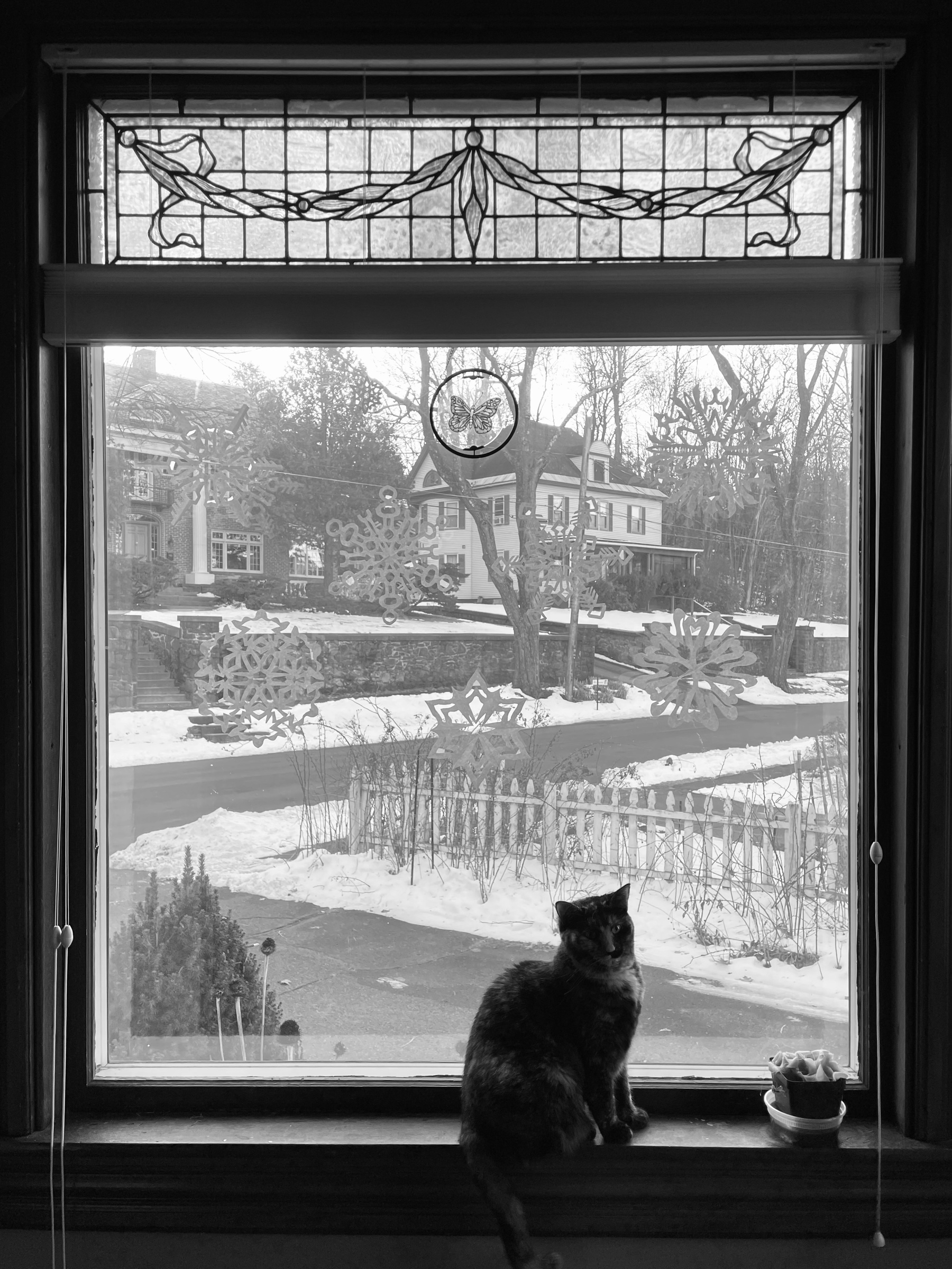 A small cat in a window with a fence and houses in the background 