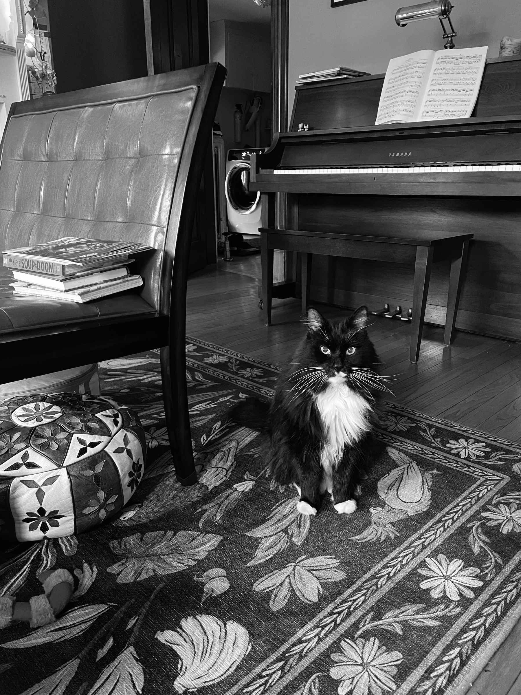 Black and white cat on a rug in front of a piano