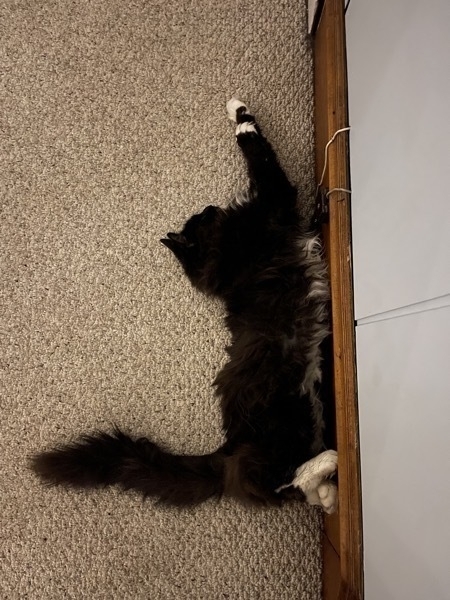 Black and white cat stretched out on the floor