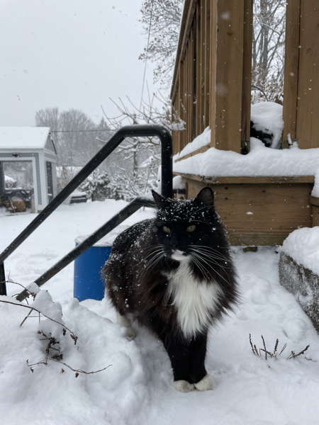 long-haired black and white cat outside in the snow