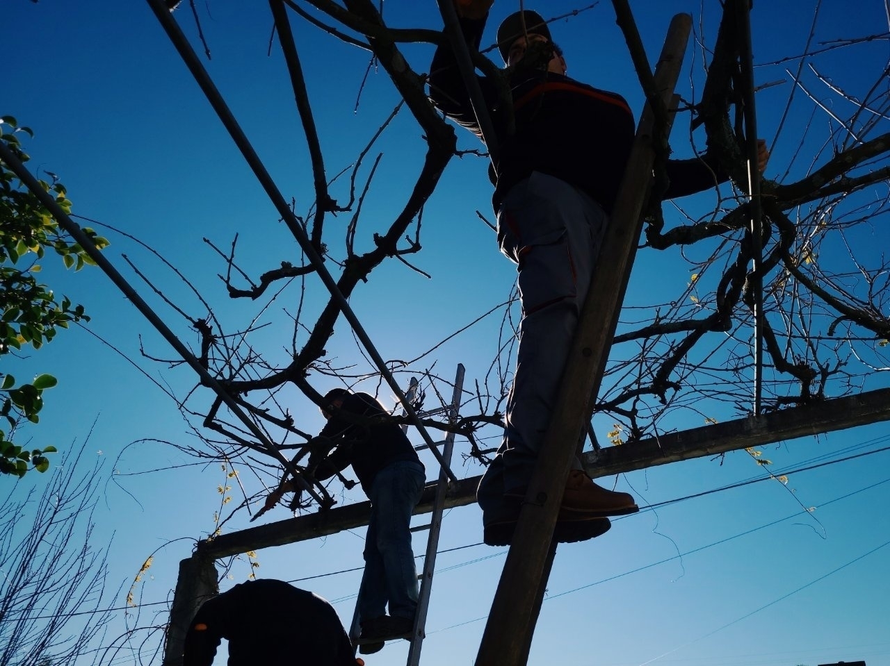 People are climbing ladders to prune and tend to the branches of a leafless vine against a clear blue sky.