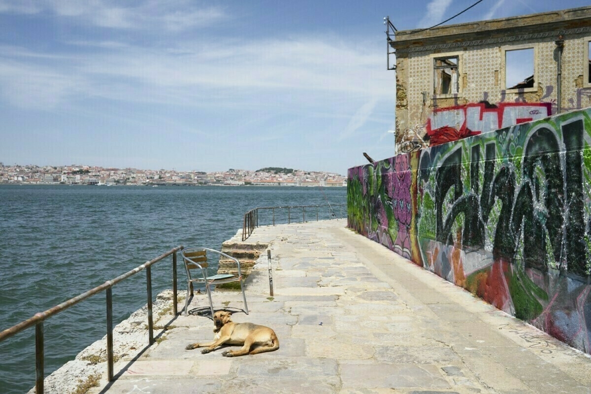 A dog lies on a stone walkway beside a body of water, near a graffiti-covered building.