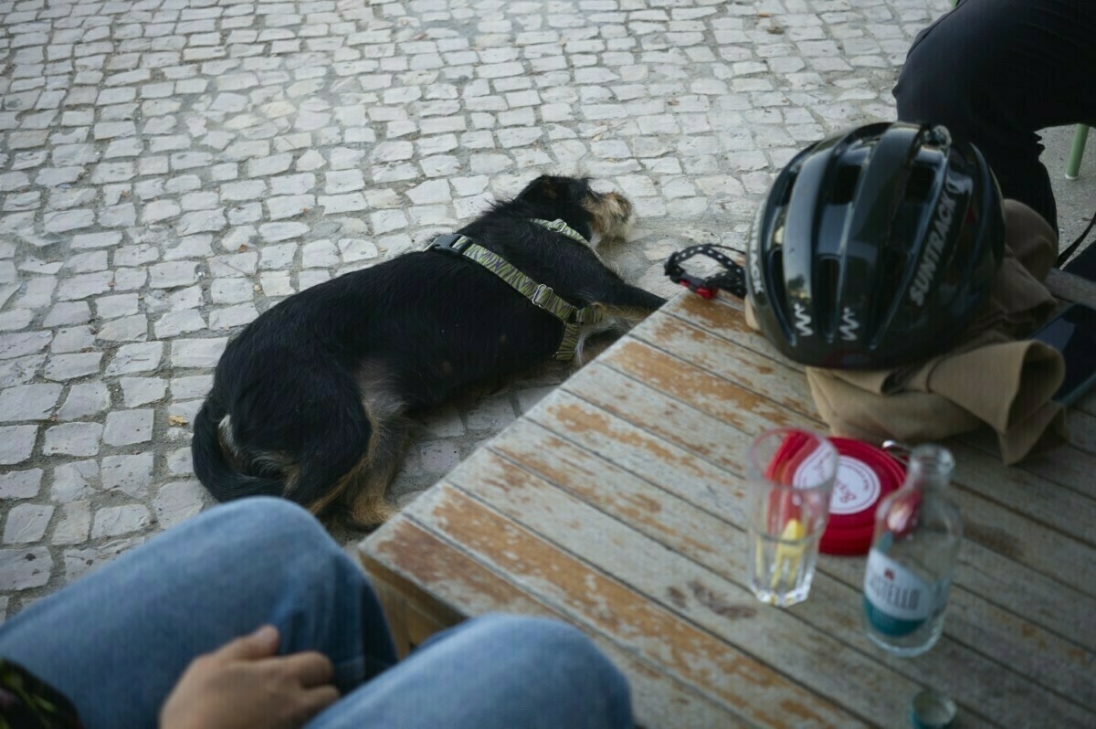 A dog is lying on a stone pavement next to a helmet and a bottled drink, while people sit nearby.