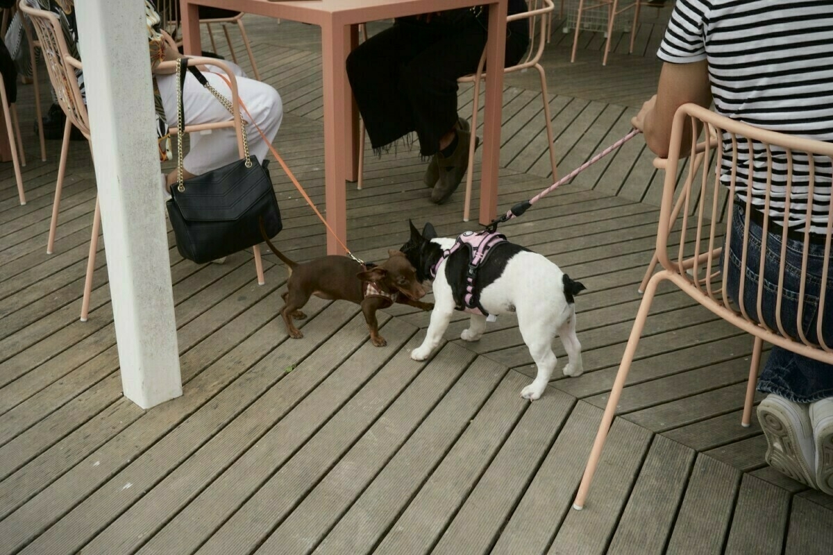 Auto-generated description: Two dogs on leashes are playfully interacting on a wooden deck, surrounded by people sitting on pastel-colored chairs.