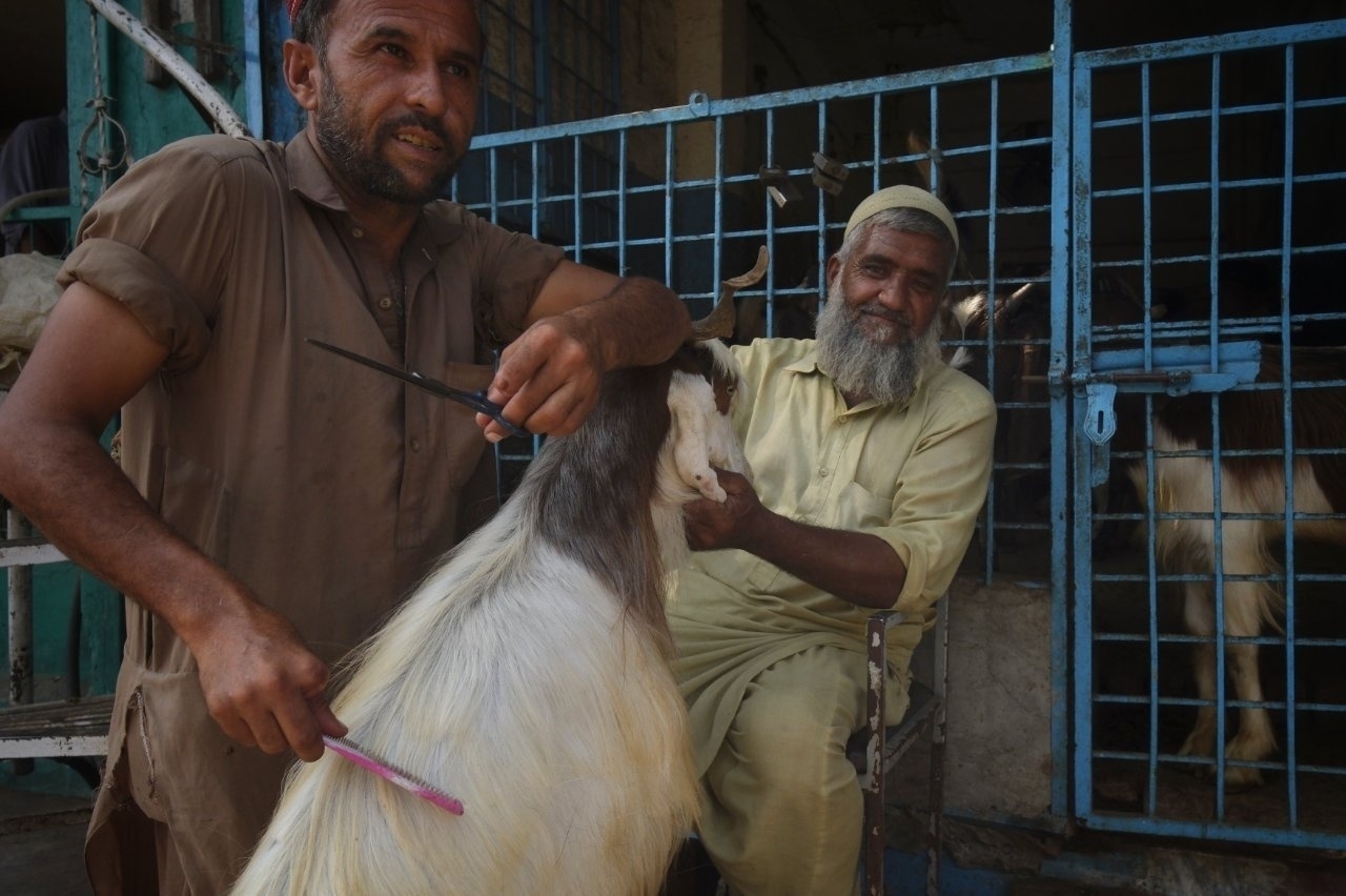 Two men are grooming a goat in front of a metal gate.
