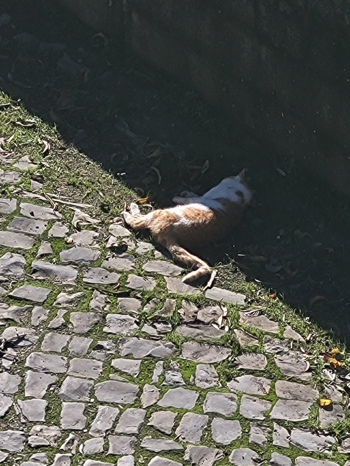 A cat is lying on cobblestones beside a wall, partially in the shade.