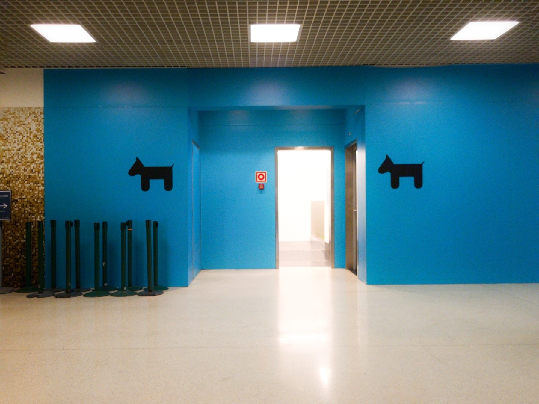 A blue wall in a building features silhouettes of dogs and has a bright doorway and safety barrier stanchions.