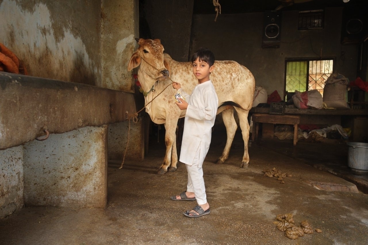 A young boy stands in a dimly lit barn beside a cow, holding a bundle near its face.