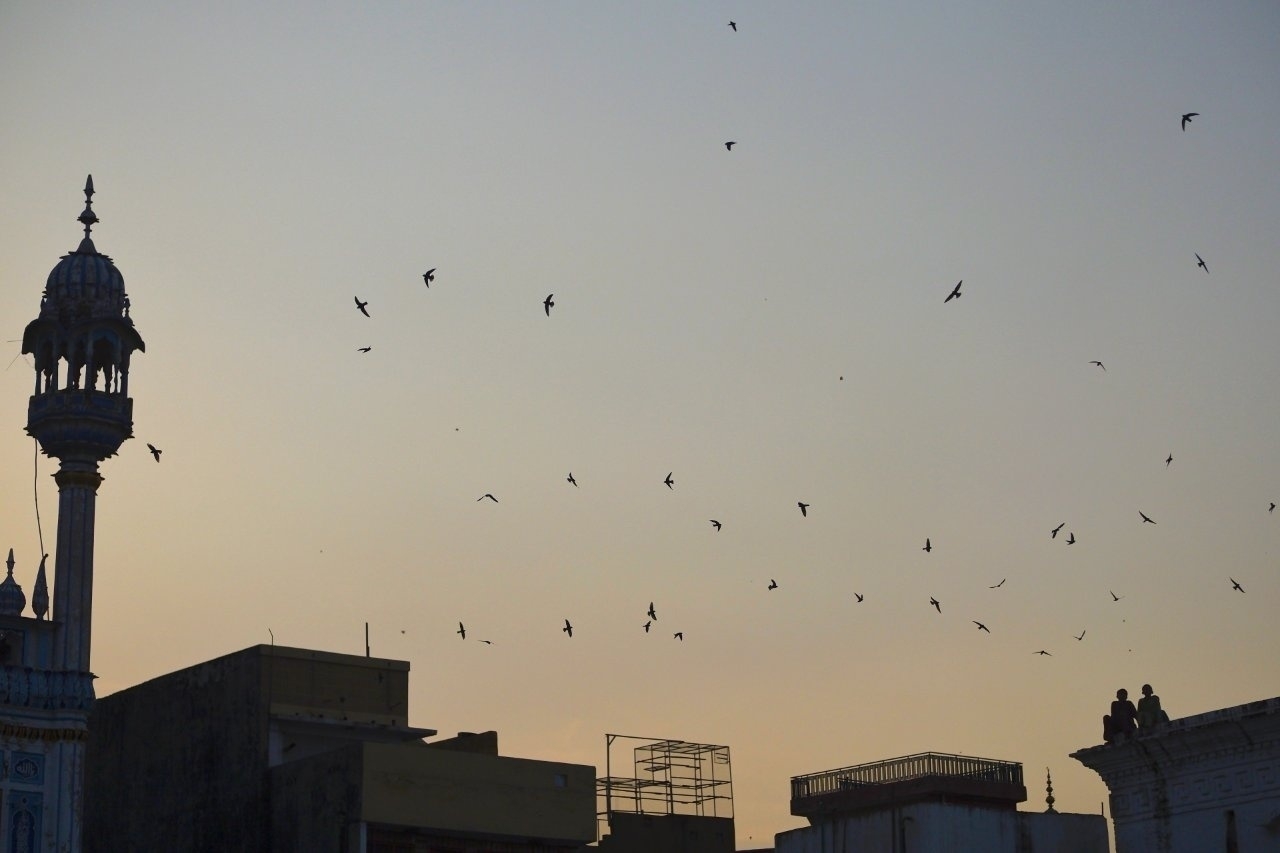 Silhouettes of buildings and a tower are set against a dusk sky filled with birds in flight.
