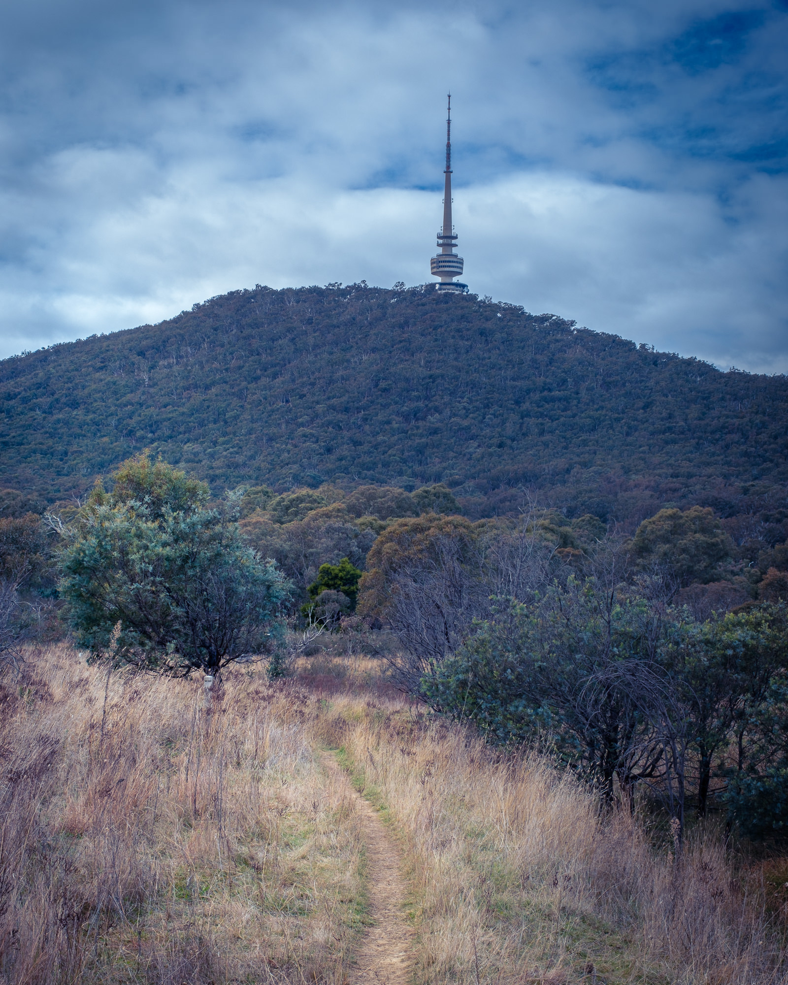 Bushland setting in Aranda Bushland, near Canberra’s CBD. Black Mountain, with the distincitve Telstra Tower is a prominent background feature.