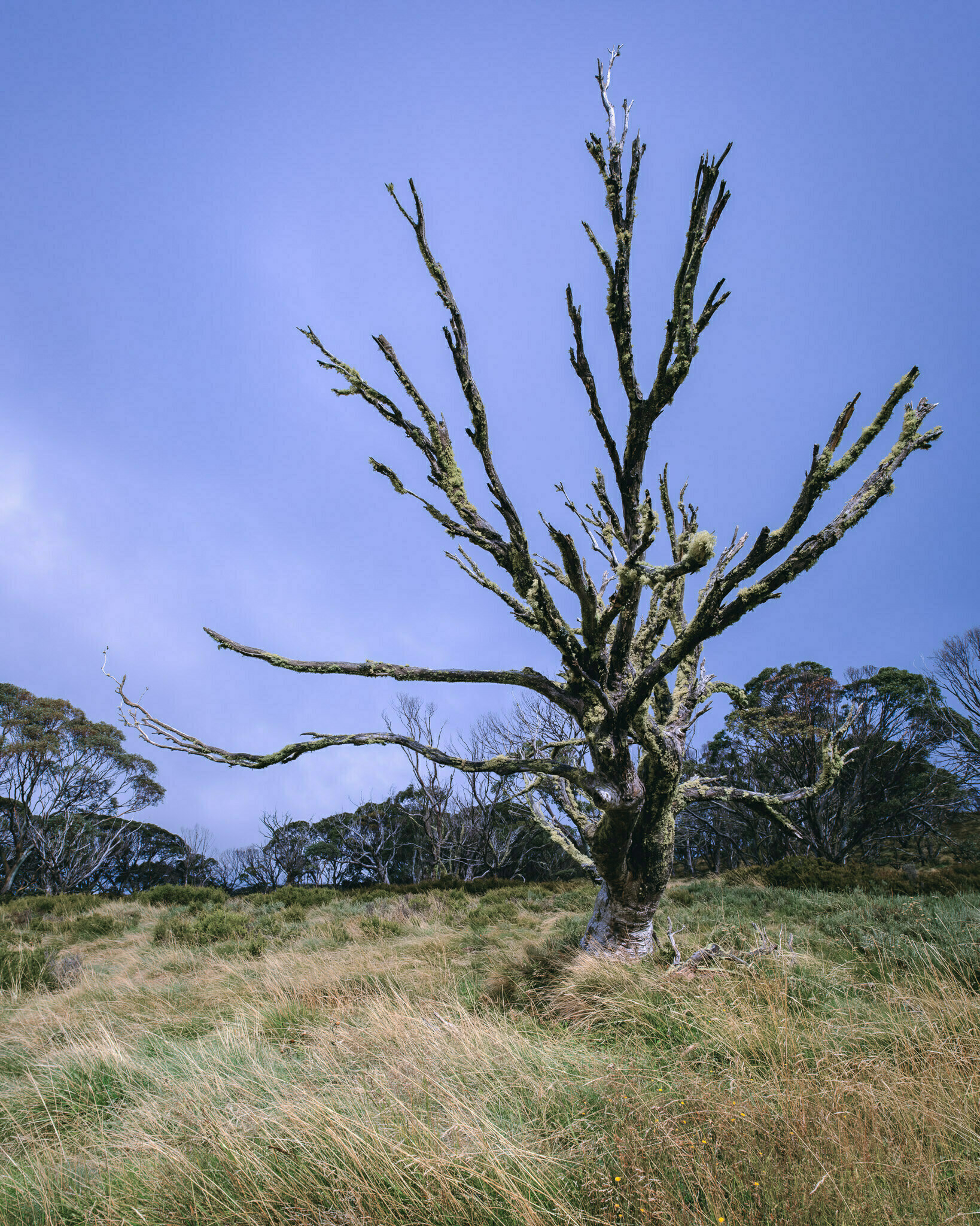 A dead tree along the Bob's Ridge Trail near Thredbo, NSW.