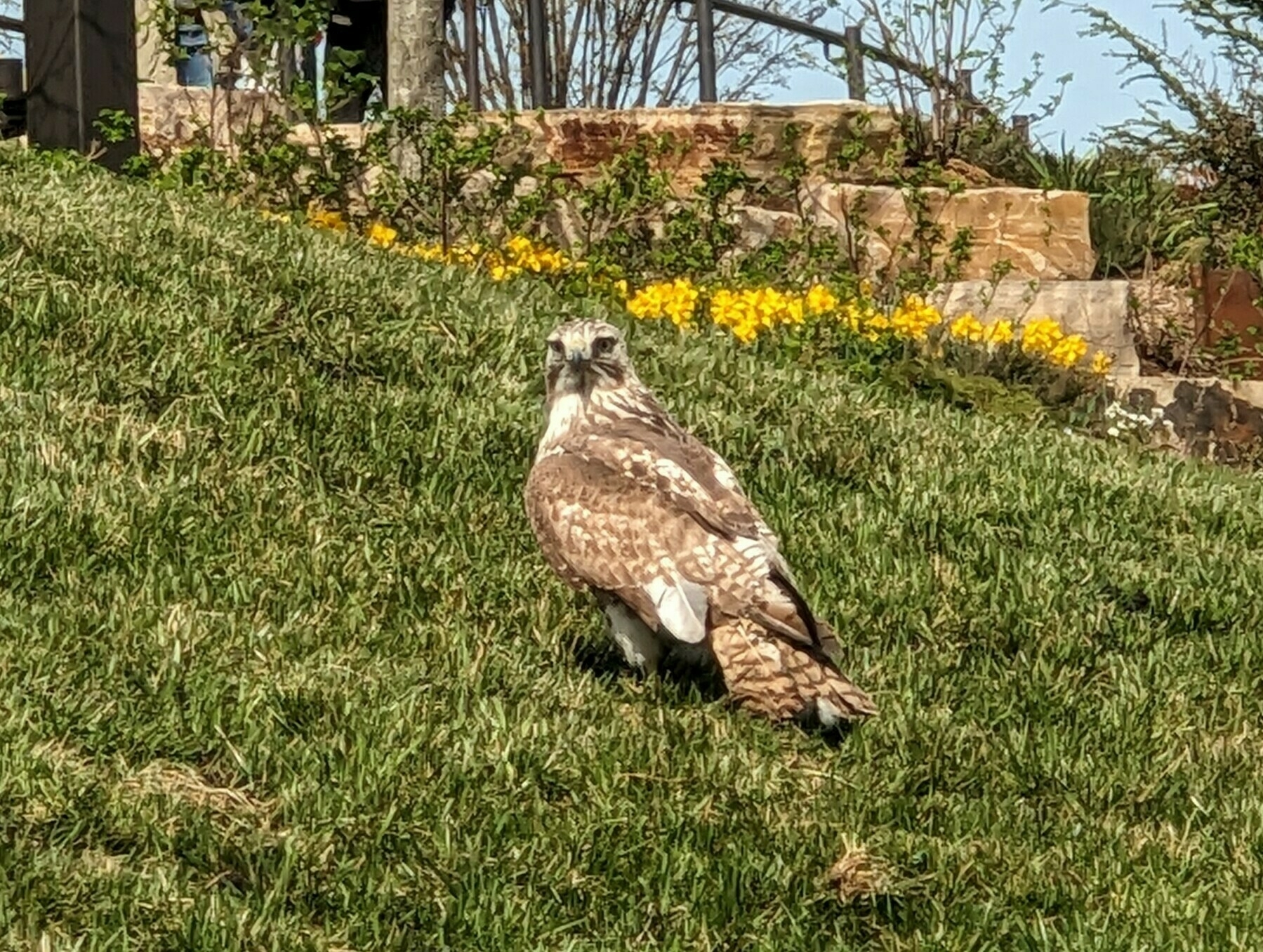 hawk on a manicured park lawn next to some daffodils