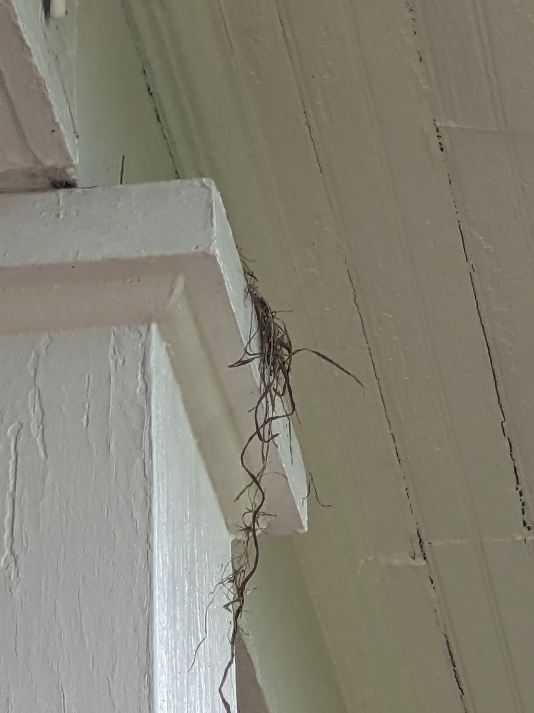 a few strands of grass hang down from the ledge of a porch column