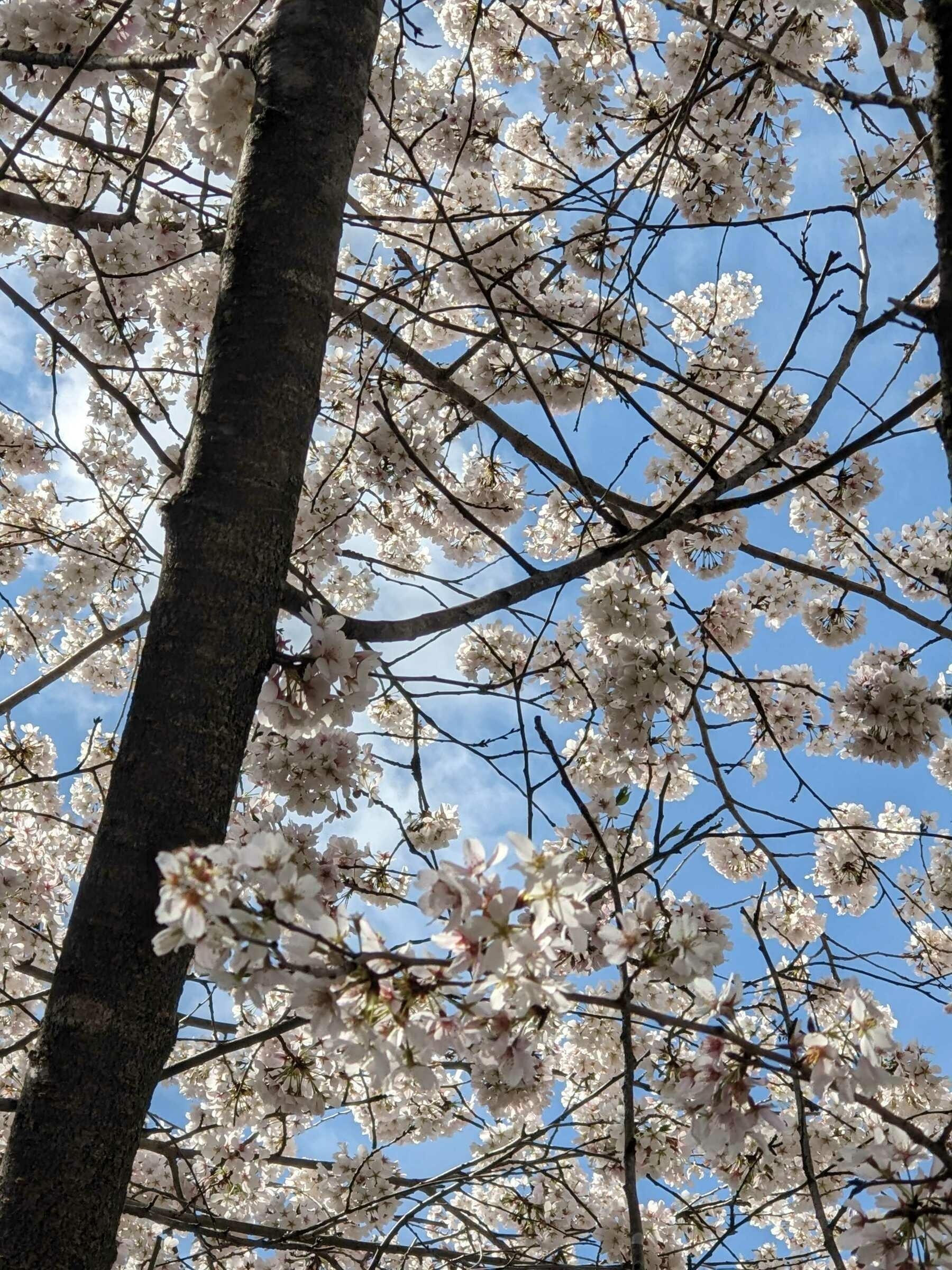 cherry blossom branches flowering against a blue sky