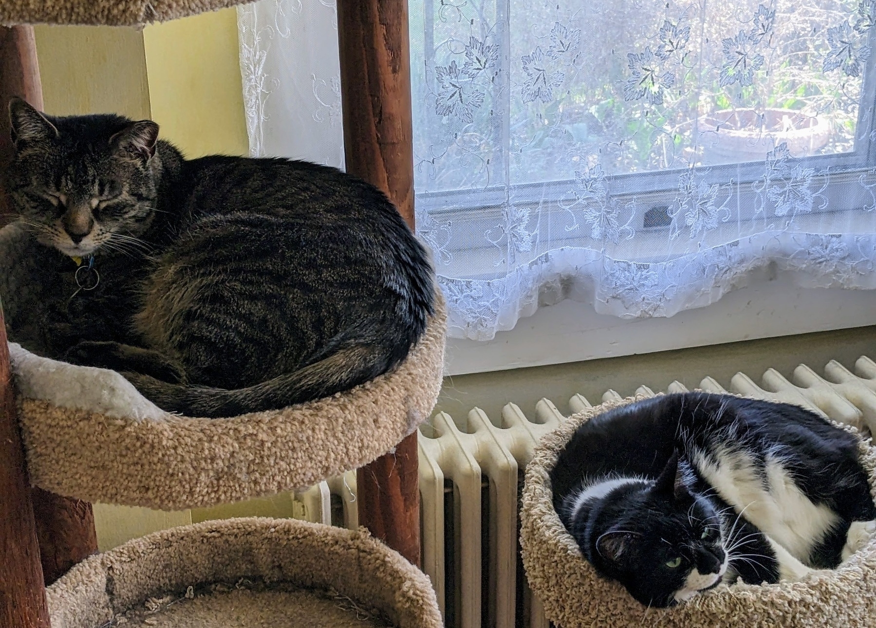 two cats resting in a cat tree