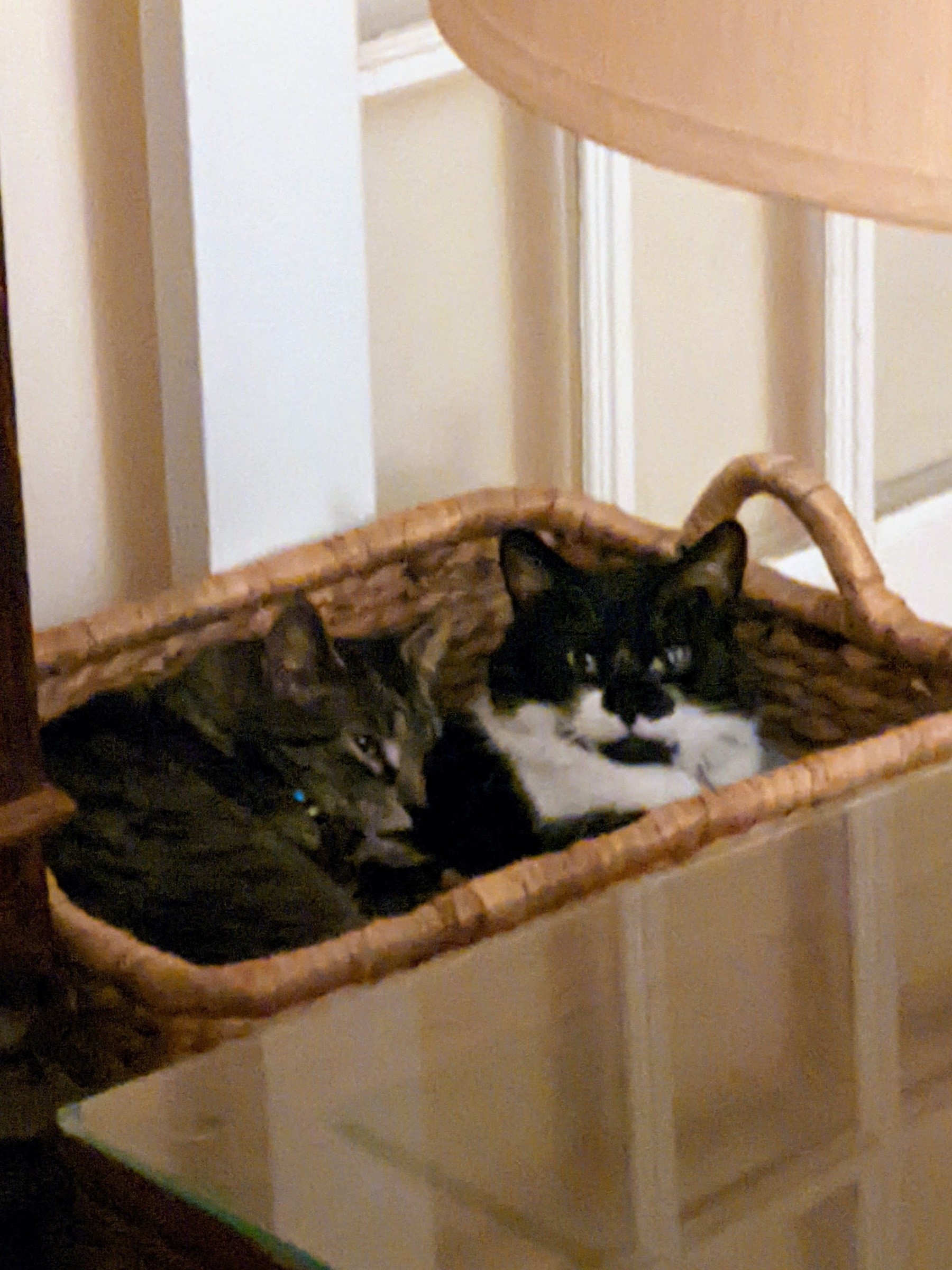 two cats resting against each other, in a basket