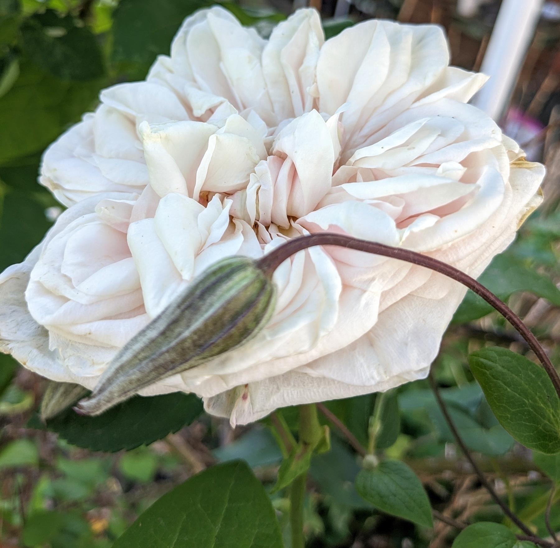 heirloom rose in bloom with clematis bud lying on top