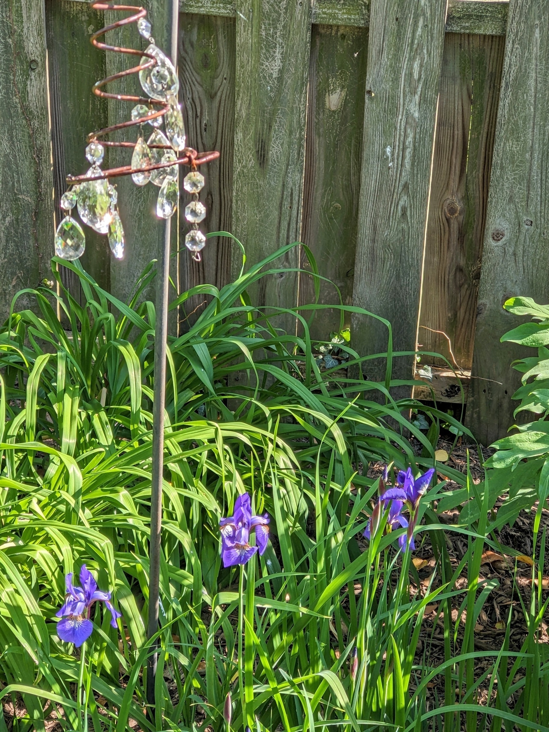 flag iris in bloom