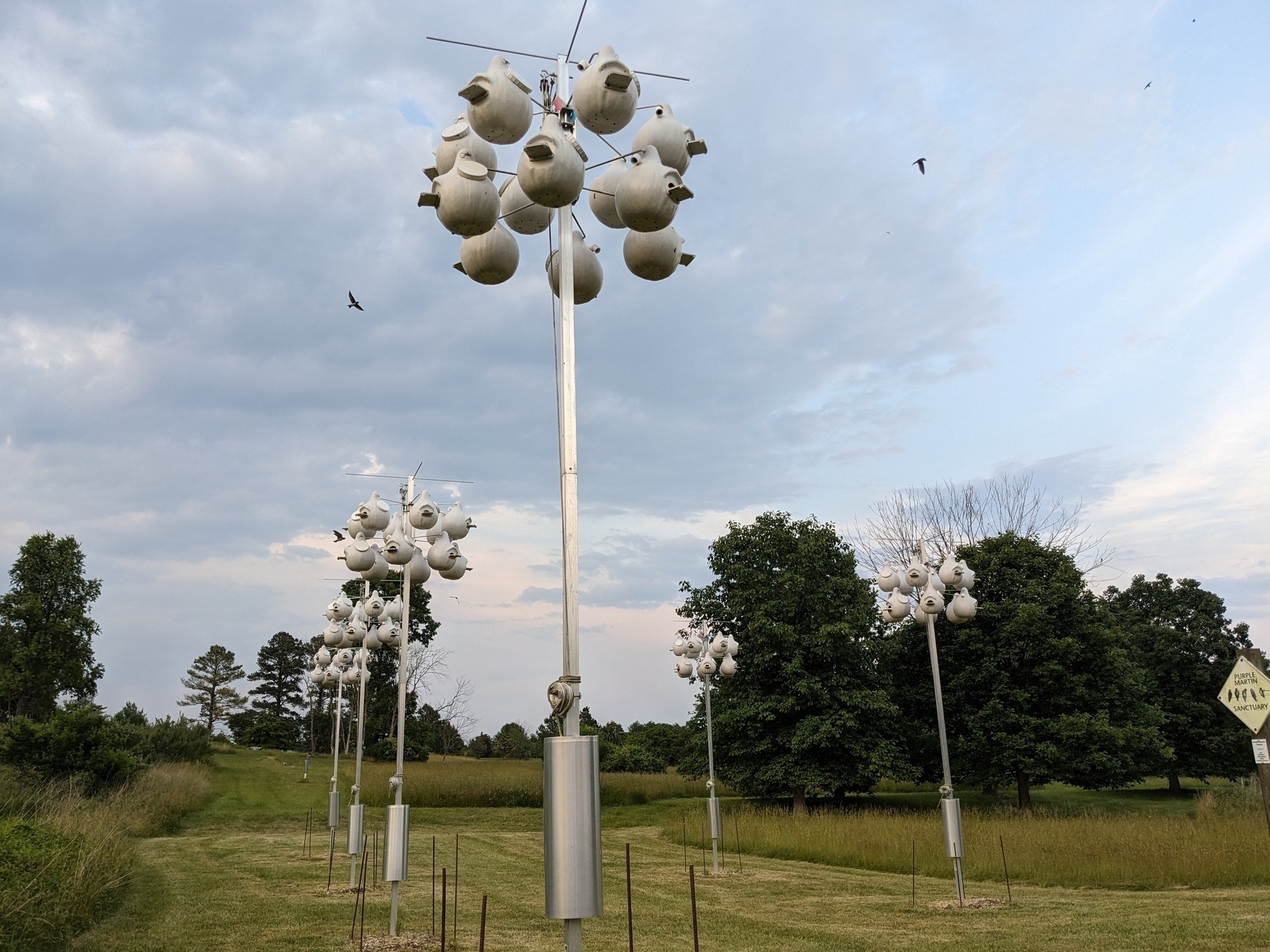 dozens of purple martin gourds hung on racks from poles at a purple martin sanctuary