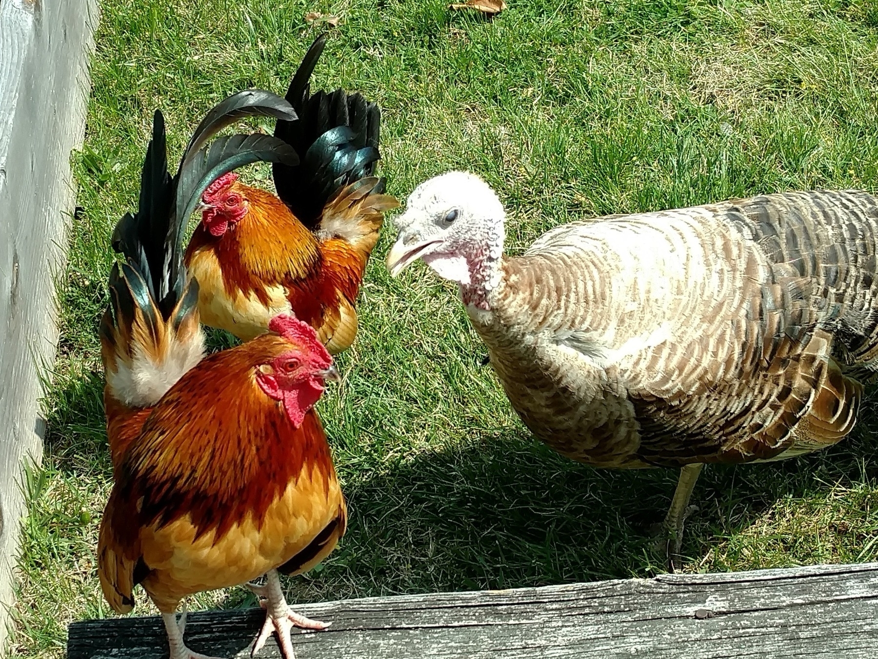 two bantam roosters and a turkey hen