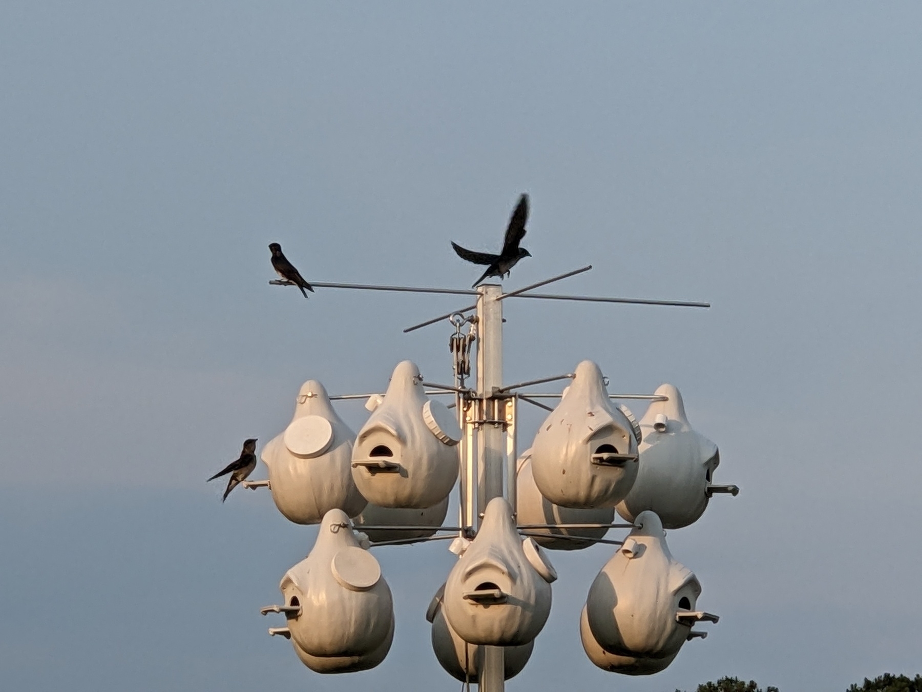 three purple martins perching and flying around human-made purple martin house gourds