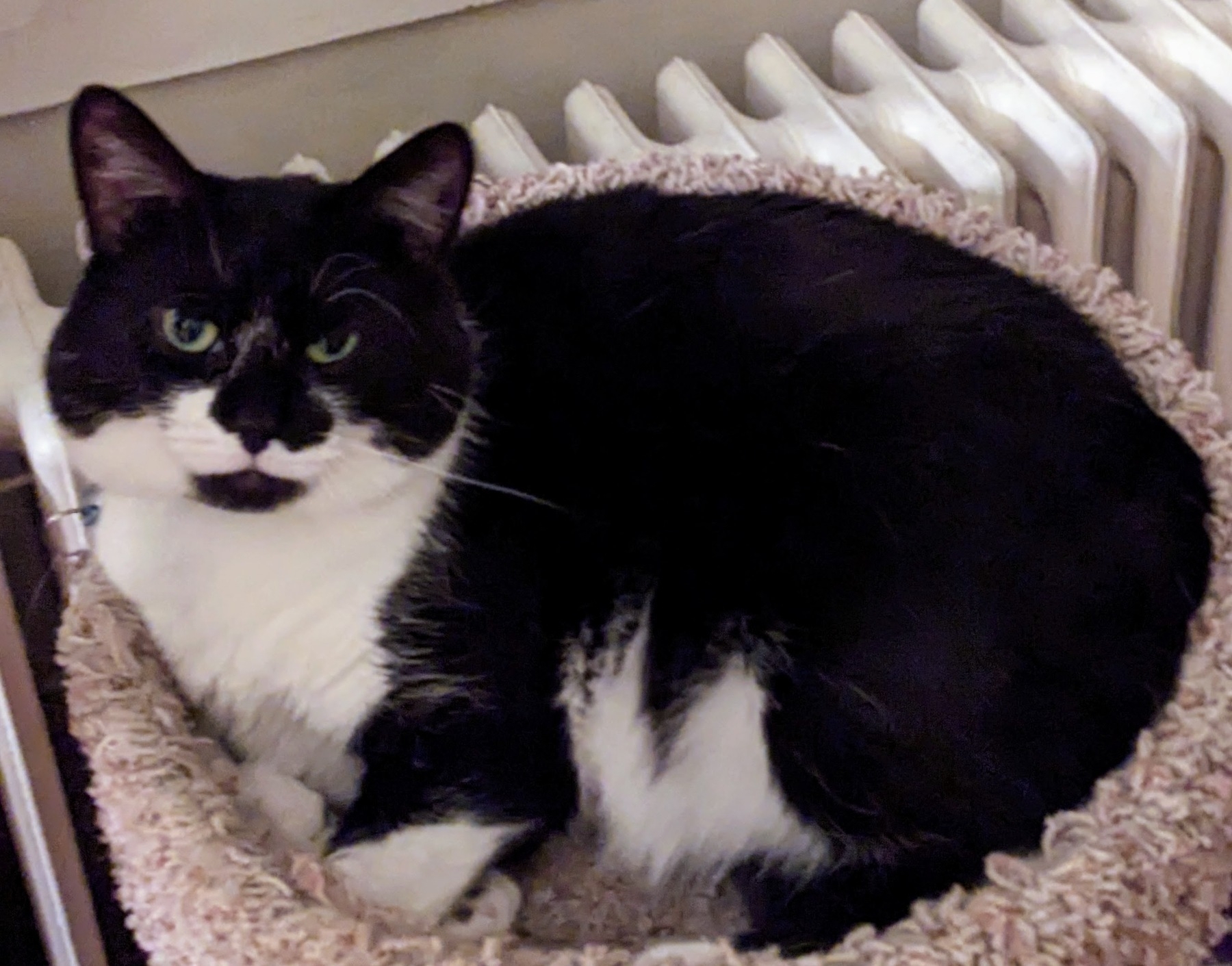 black and white cat curled up in cat bed