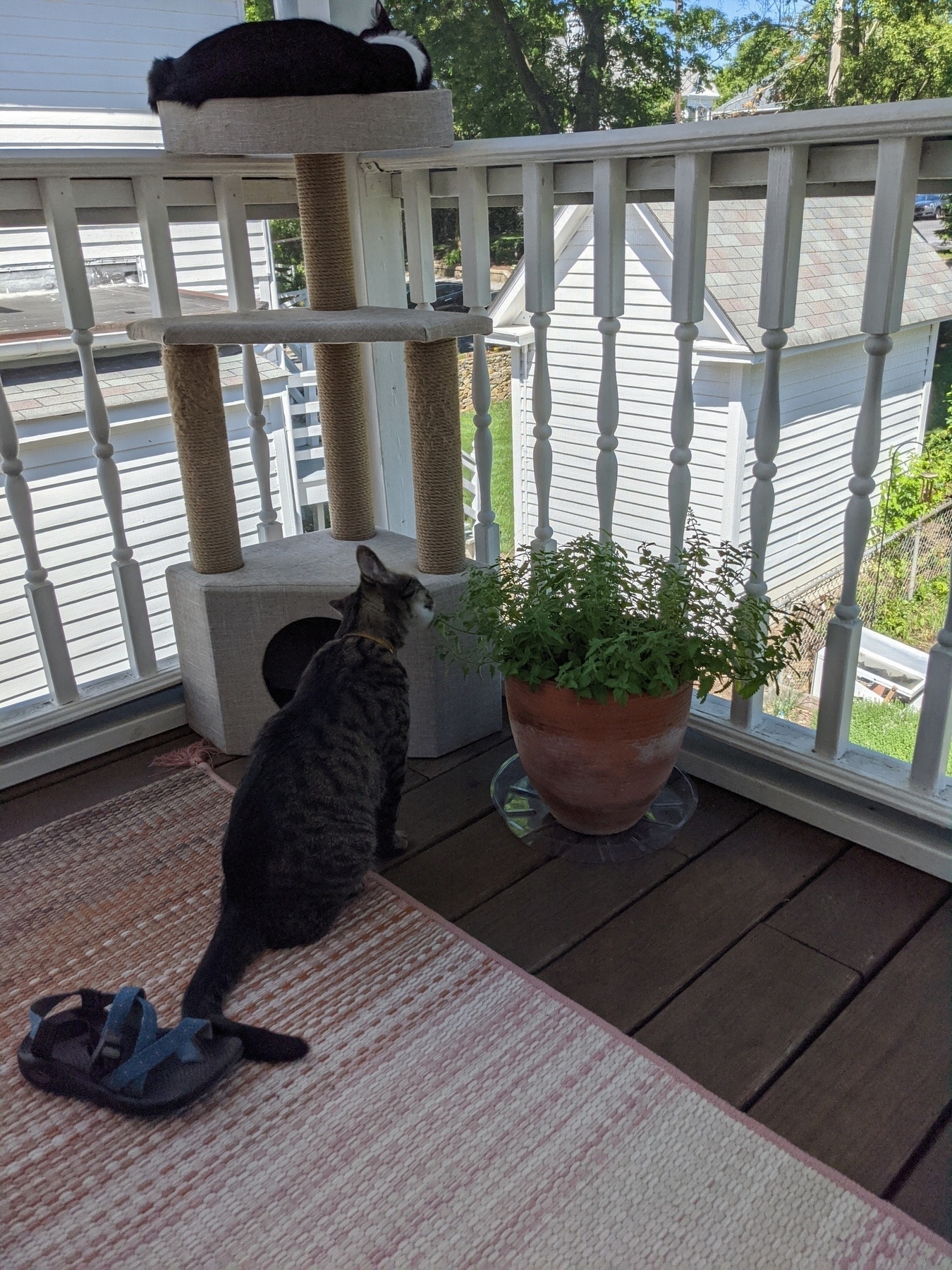 cat on a screened-in porch sniffing a potted plant