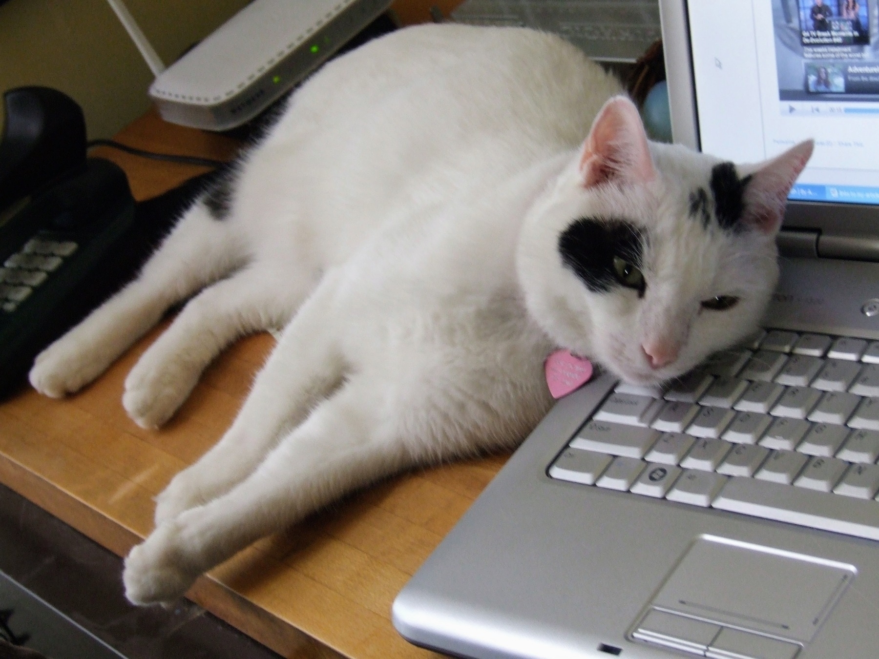 cat with contented expression lying on computer laptop keyboard