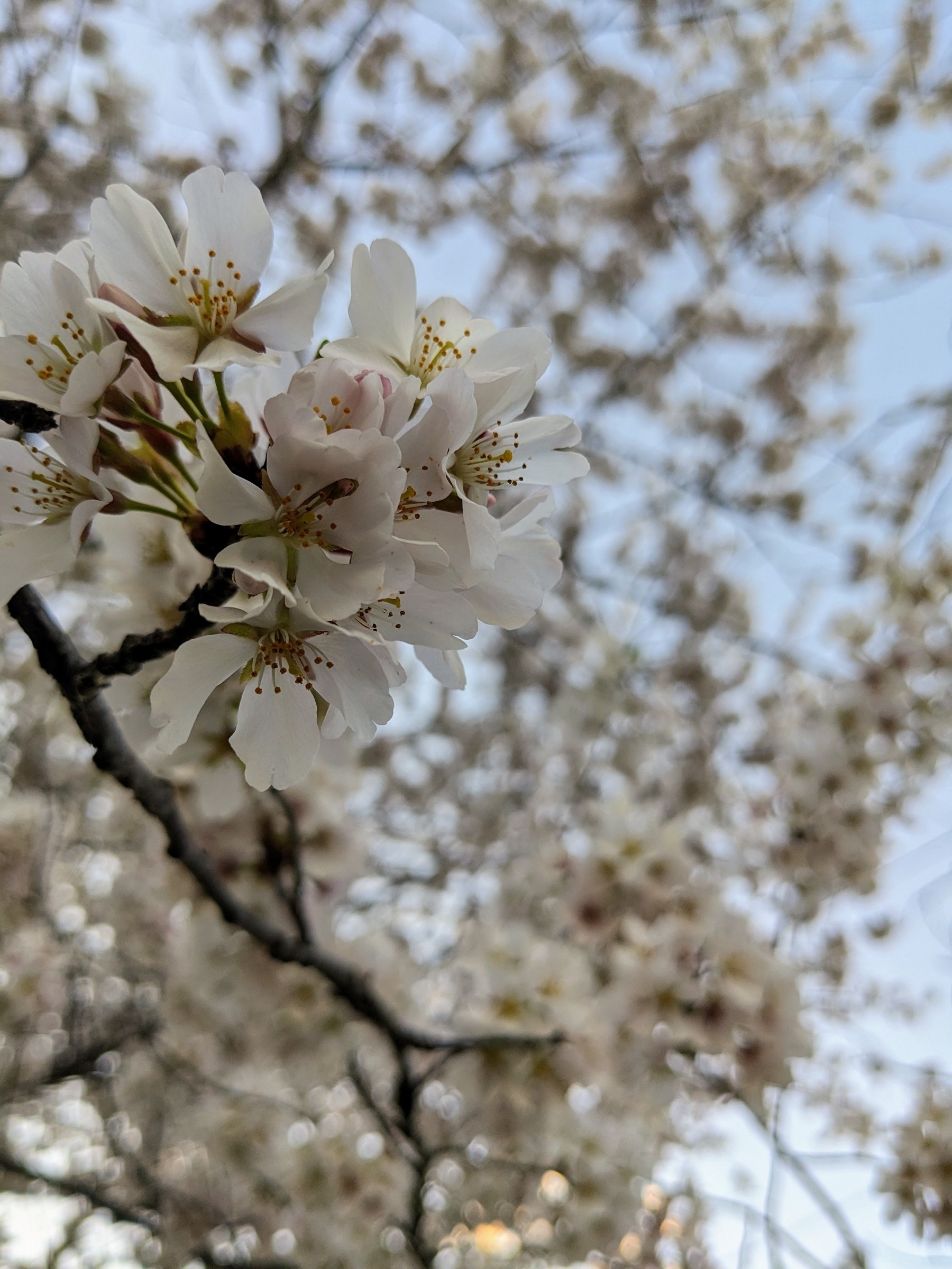blooming branch, Yoshino cherry blossom tree