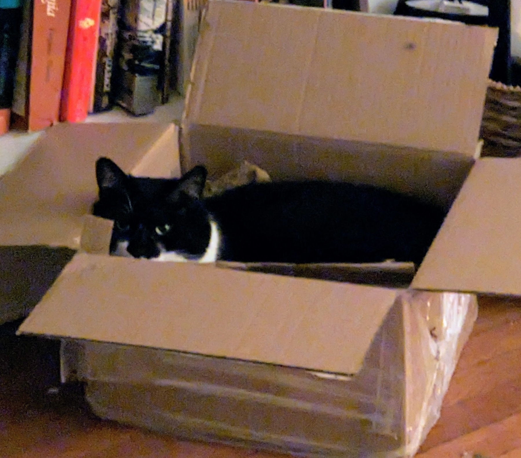 black and white cat lying down in cardbox box
