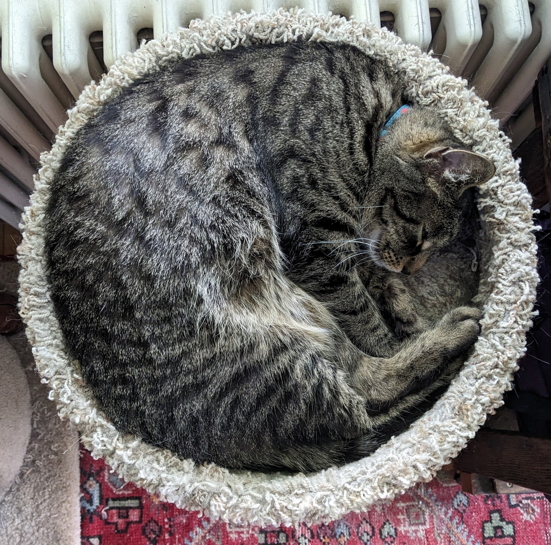 striped cat curled in a circle, in his circular bed