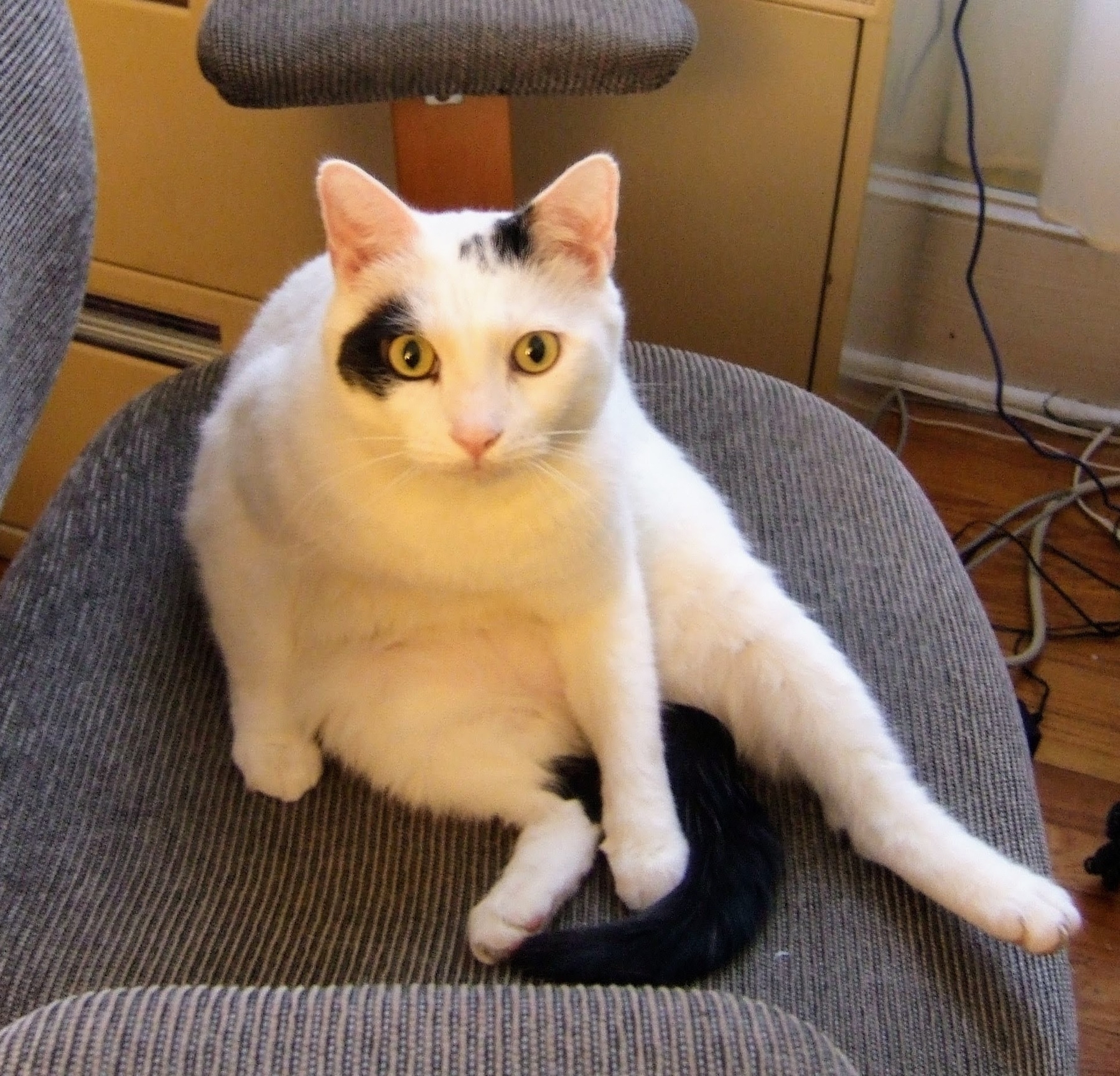 cat sitting on an office chair