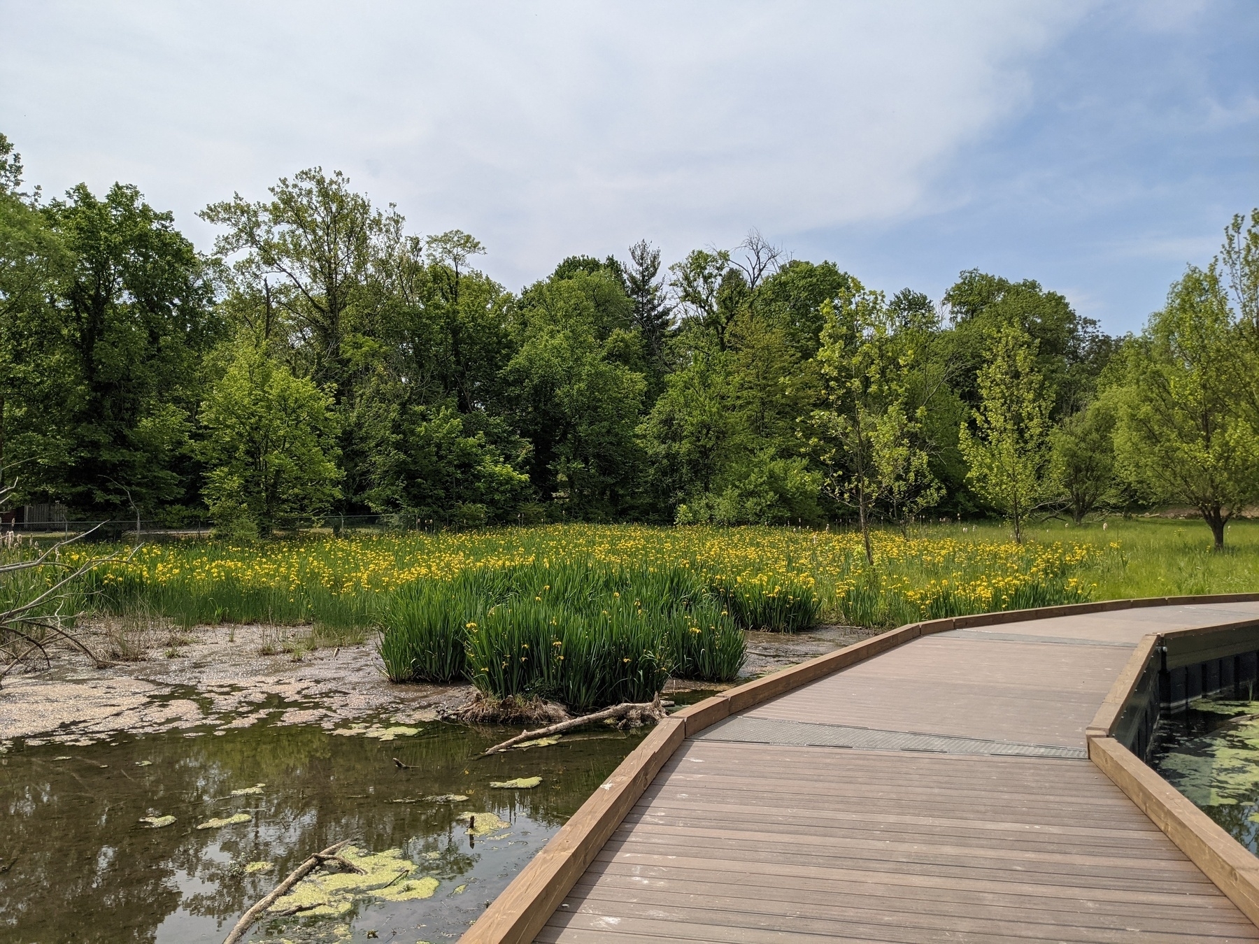 wooden walkway over a wetland garden with irises in bloom