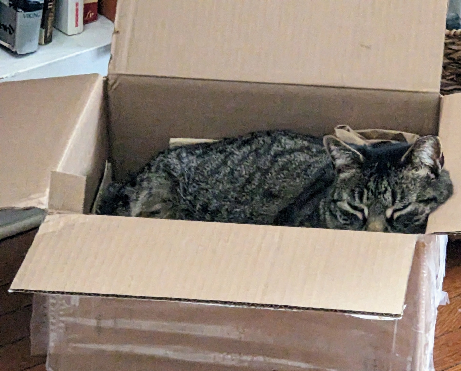 striped cat dozing in a box on a floor next to a bookshelf