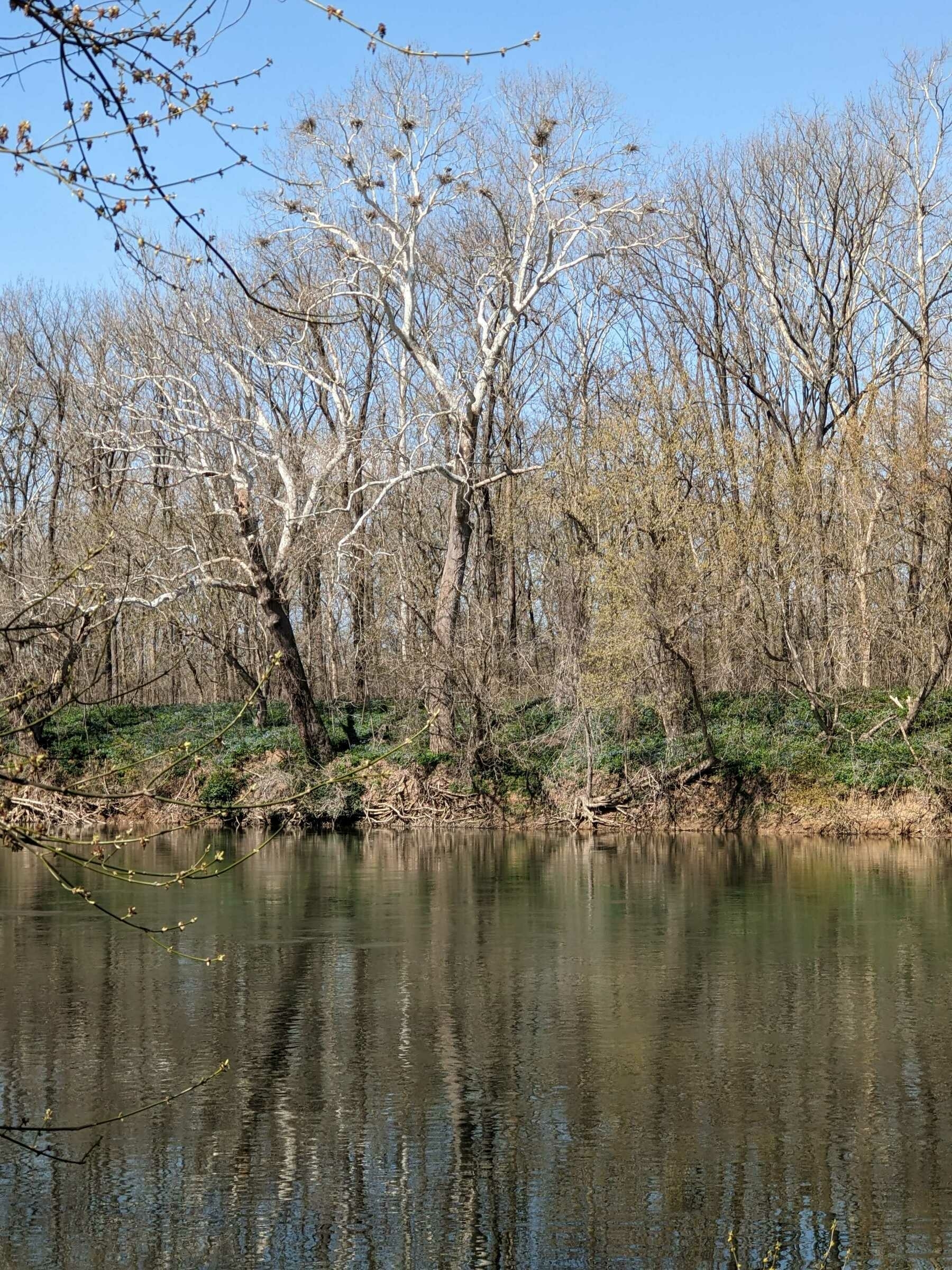 sycamore tree with several Great Blue heron nests, reflected in the water