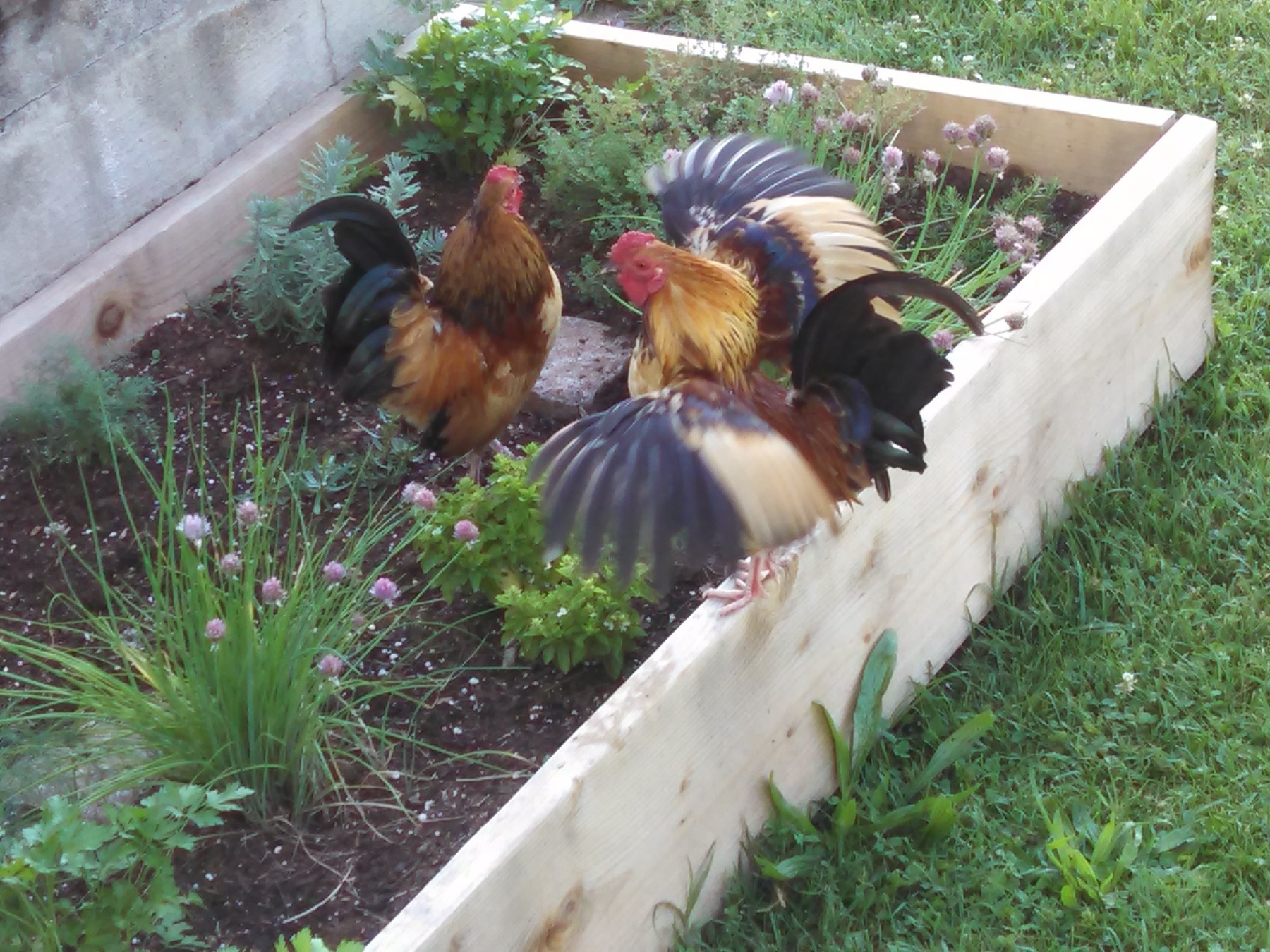 two Bantam roosters in a raised bed garden