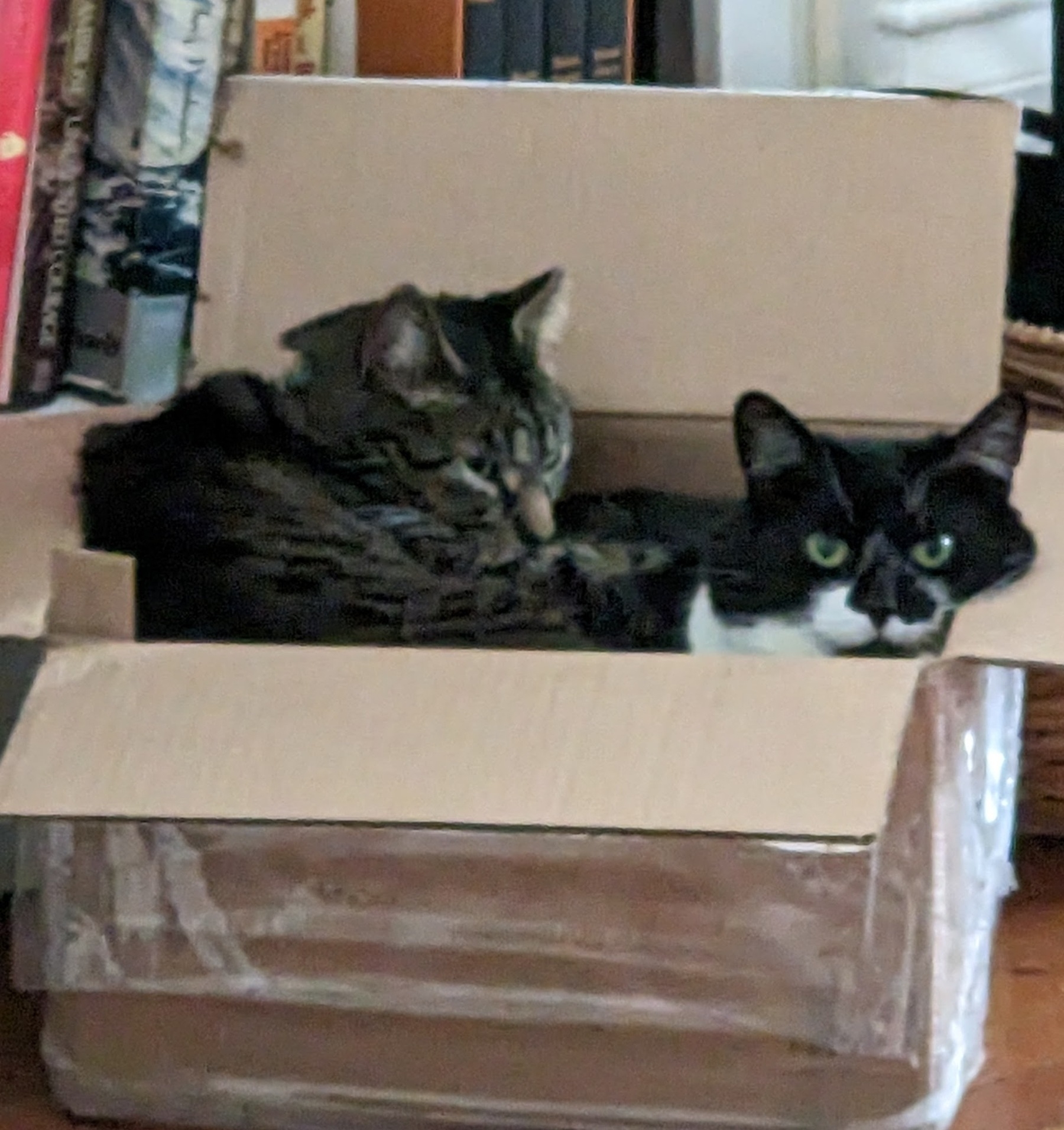 one cat lying on top of another cat, in an old box