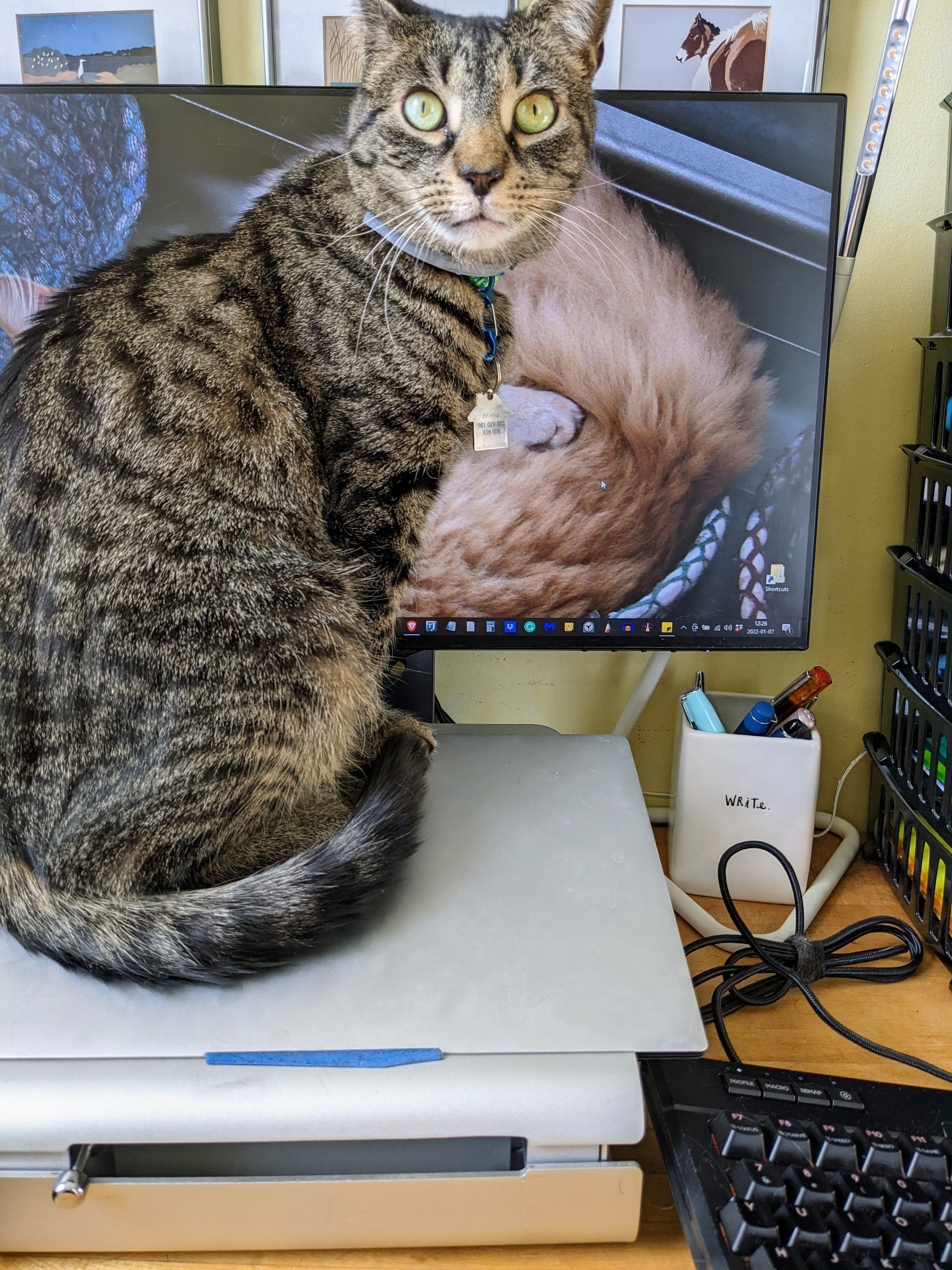 cat sitting on top of laptop, blocking monitor