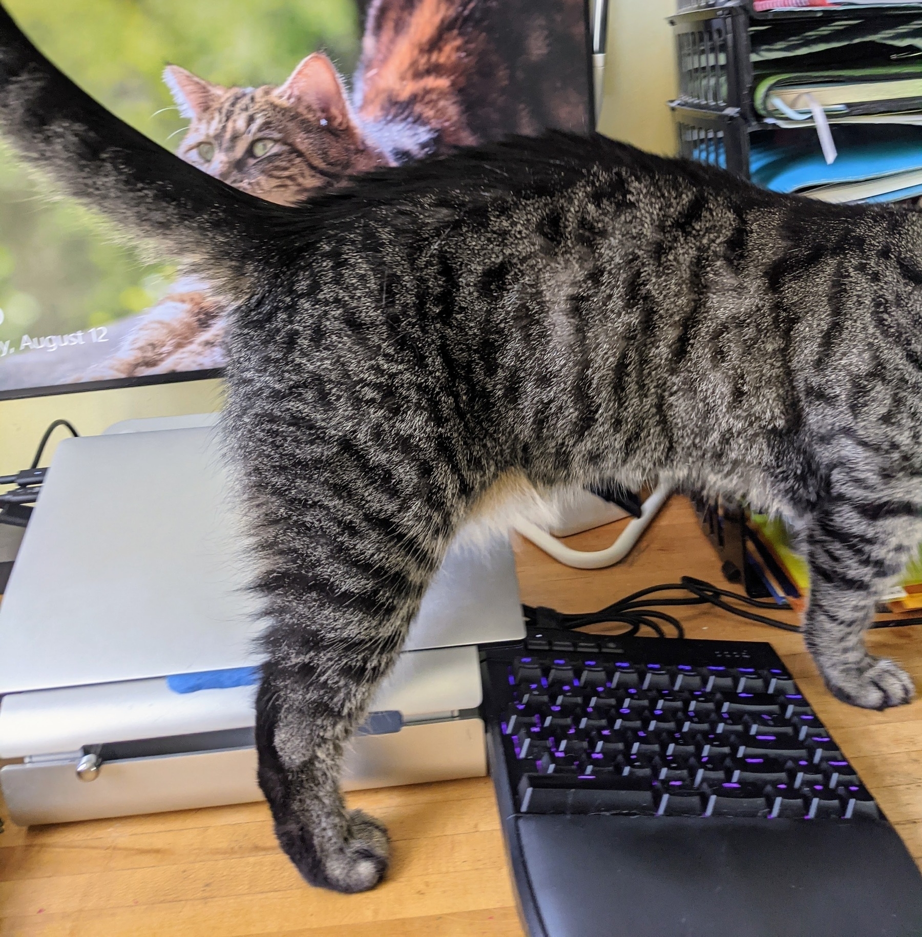 cat standing over split keyboard
