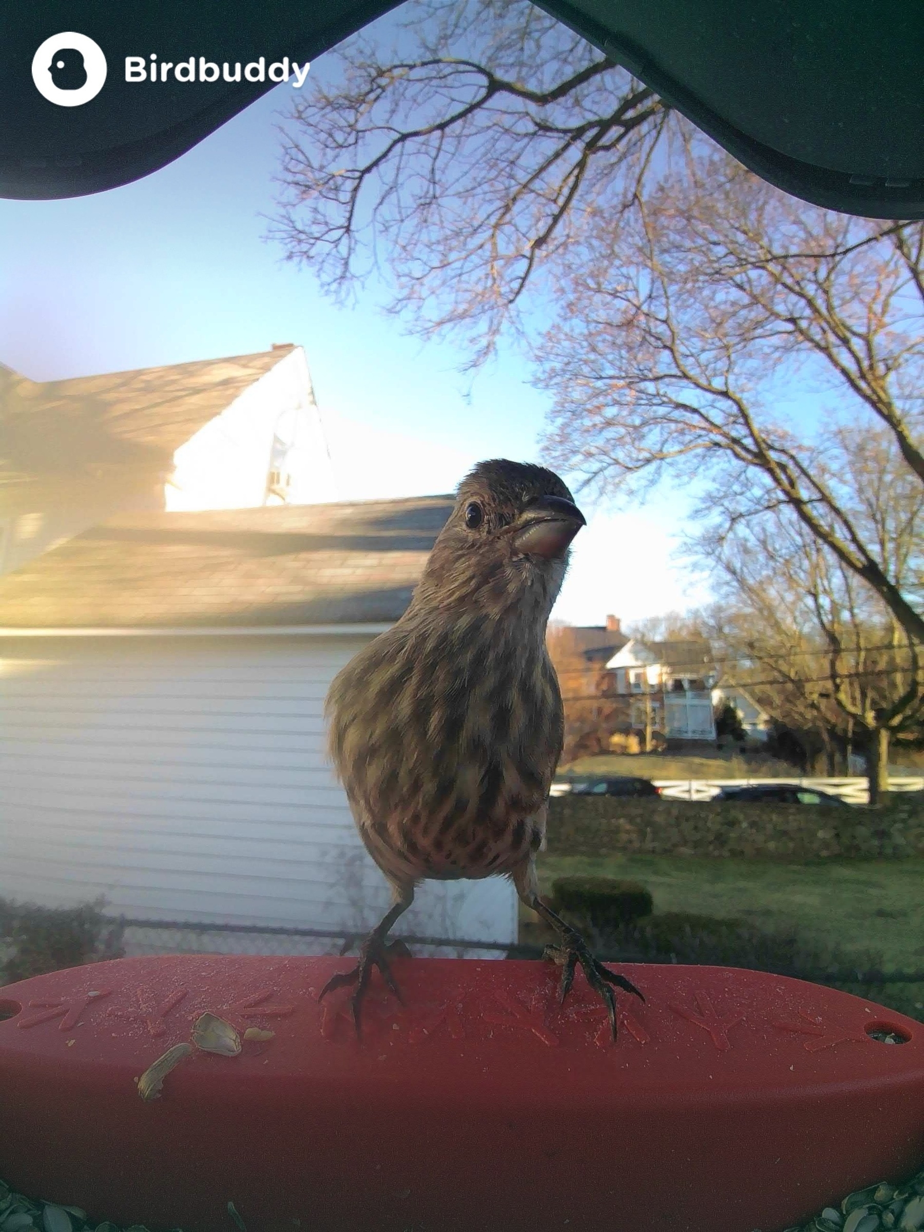 house finch staring into a bird feeder camera