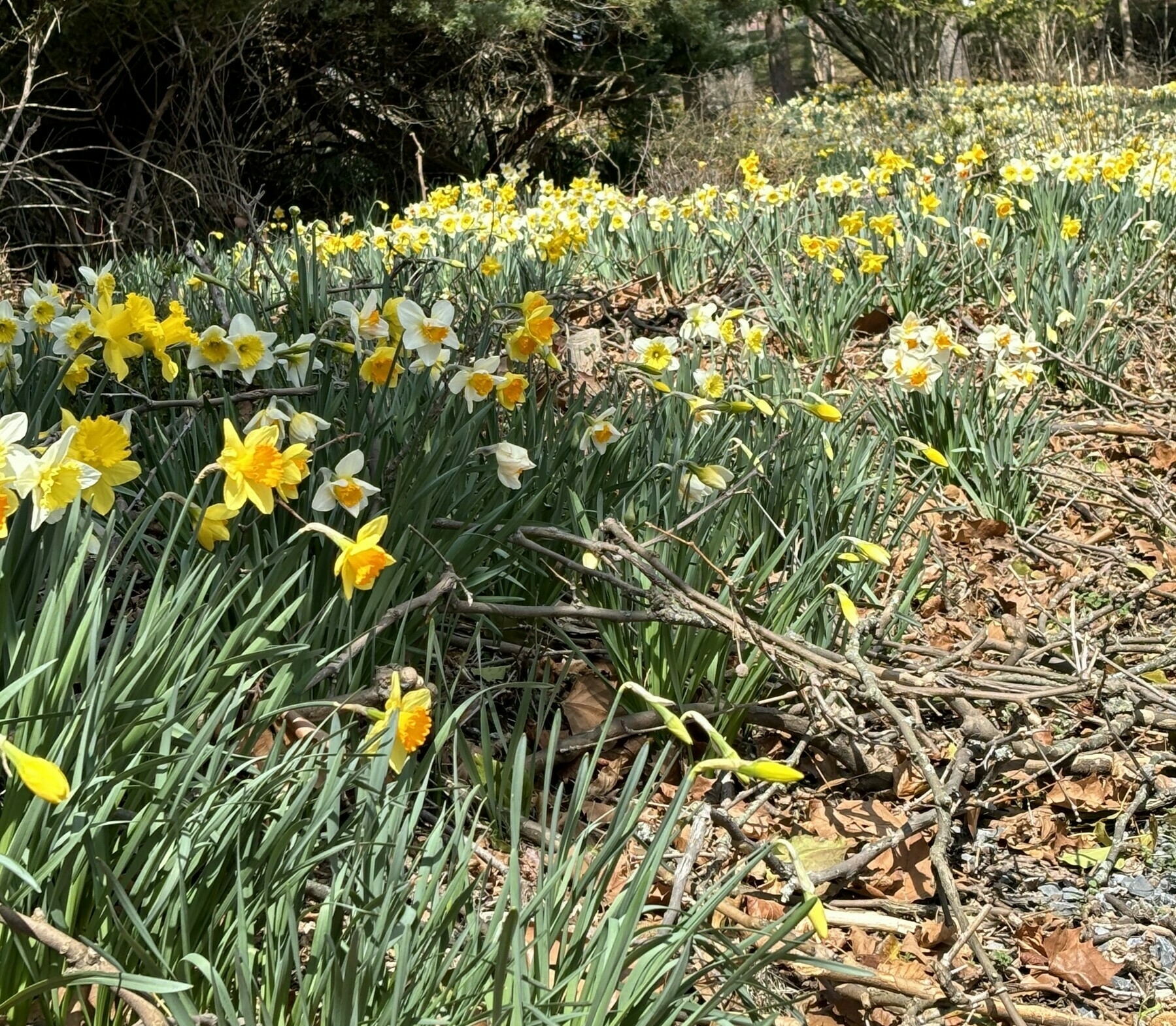 thousands of daffodils in bloom