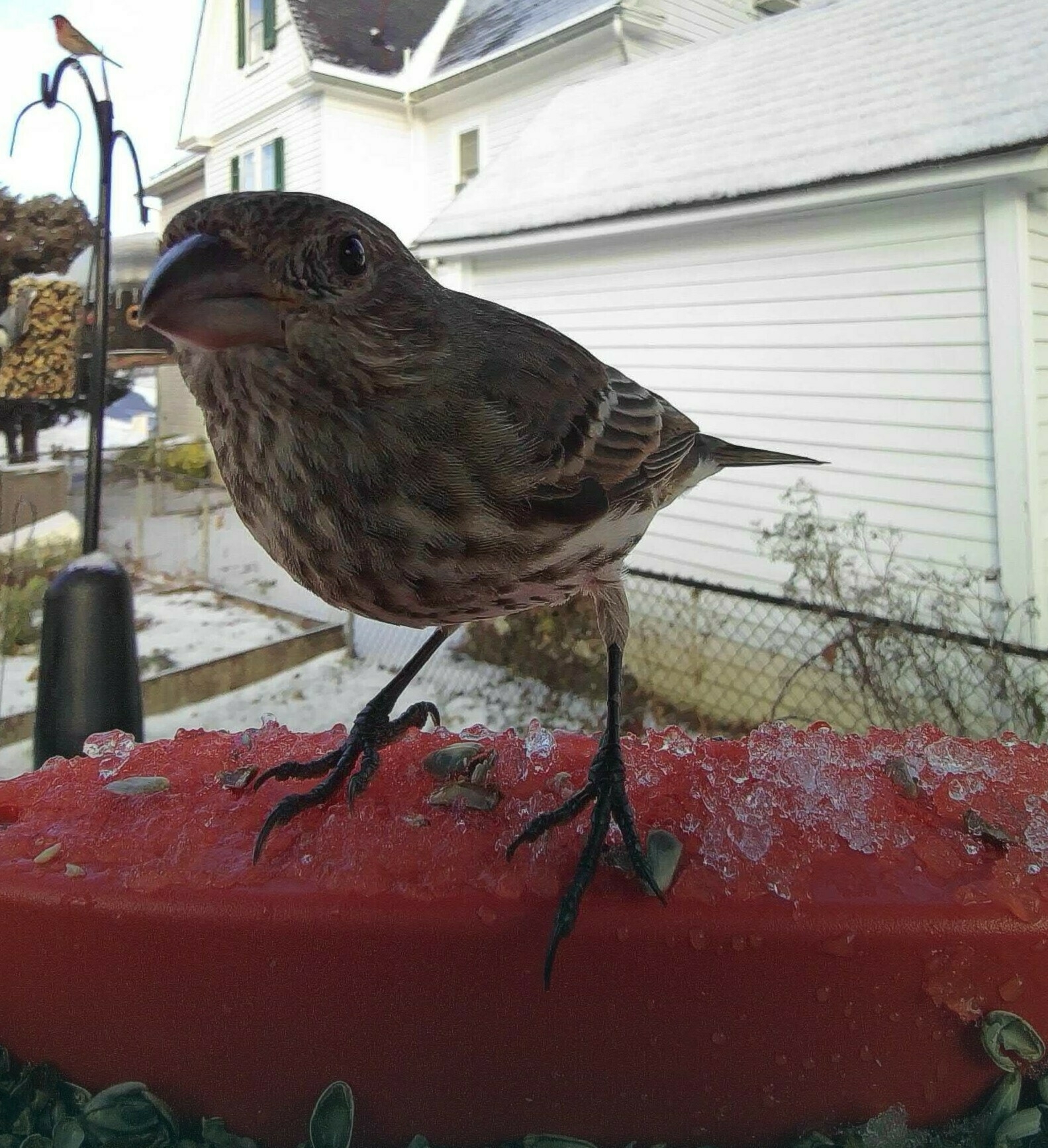 side view of female house finch