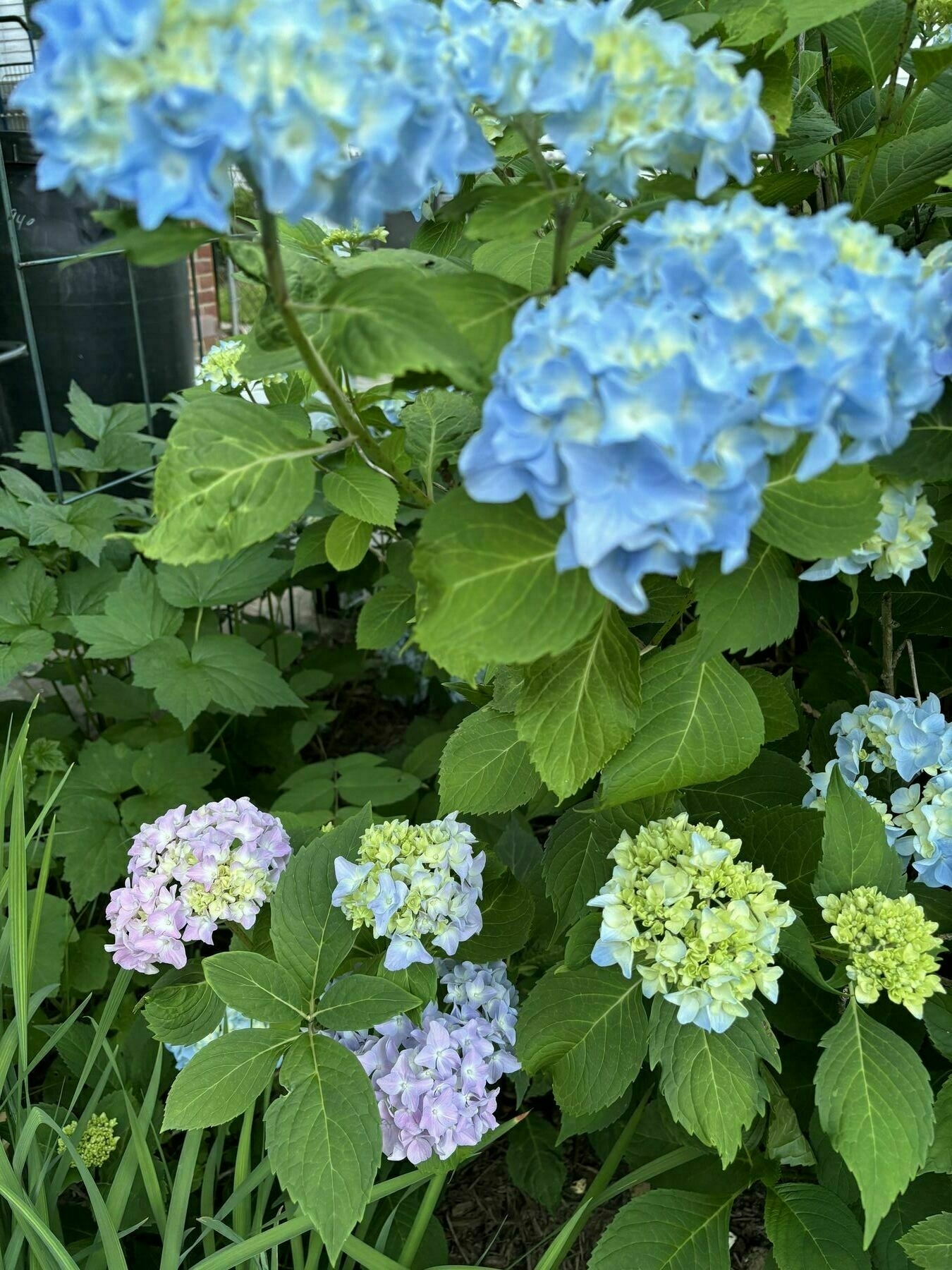 hydrangea blossoms, blue and pink on same plant