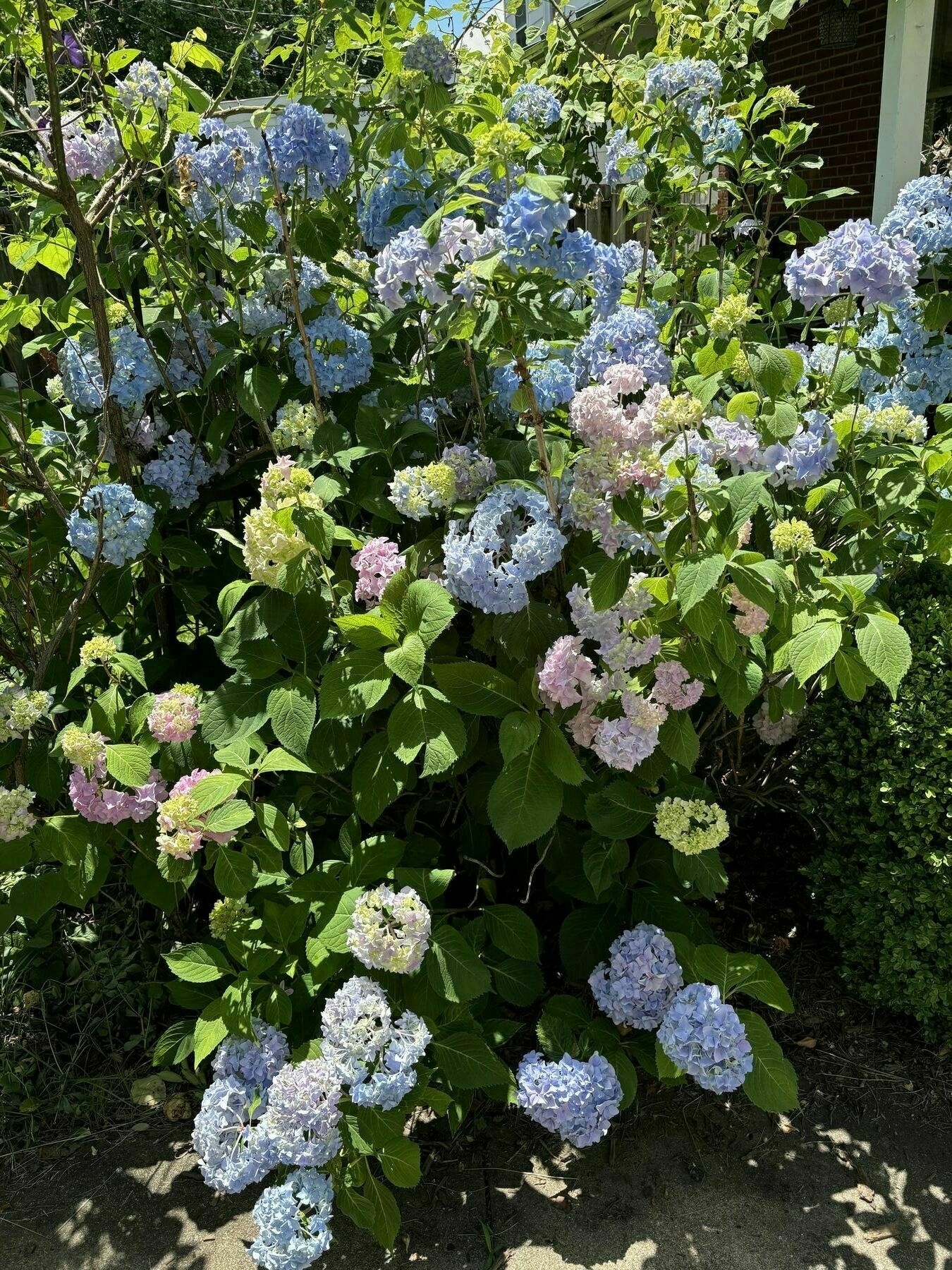 hydrangea in bloom